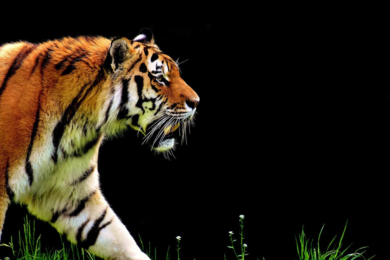 A photo of a tiger against a black background.