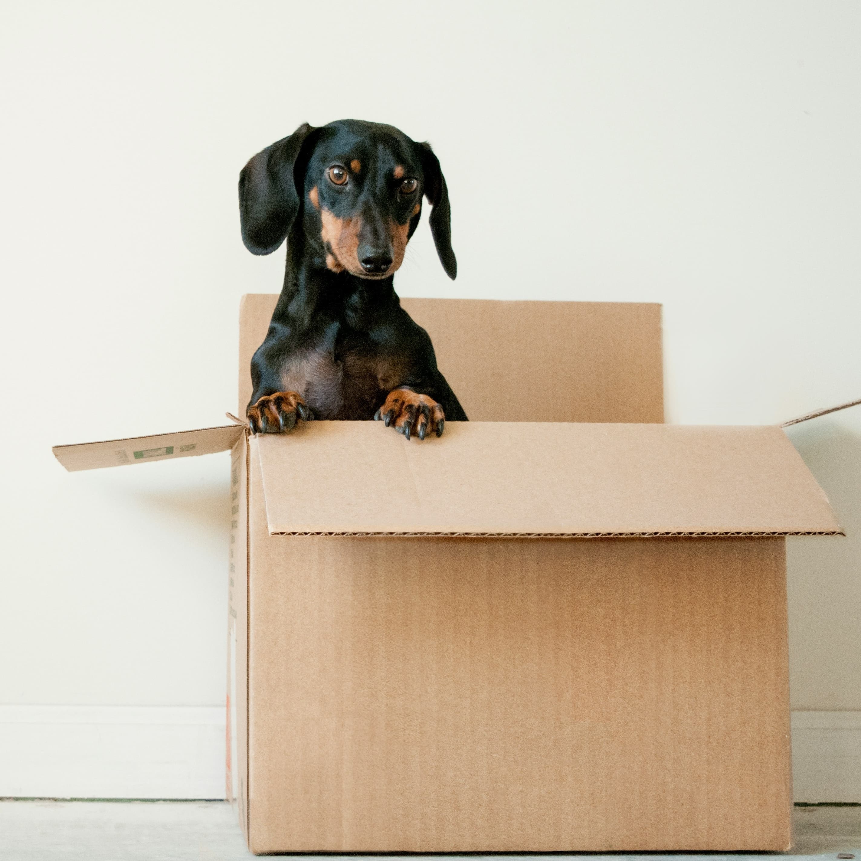 A photo of a black and tan dachshund poking its head out of the top of a cardboard box.