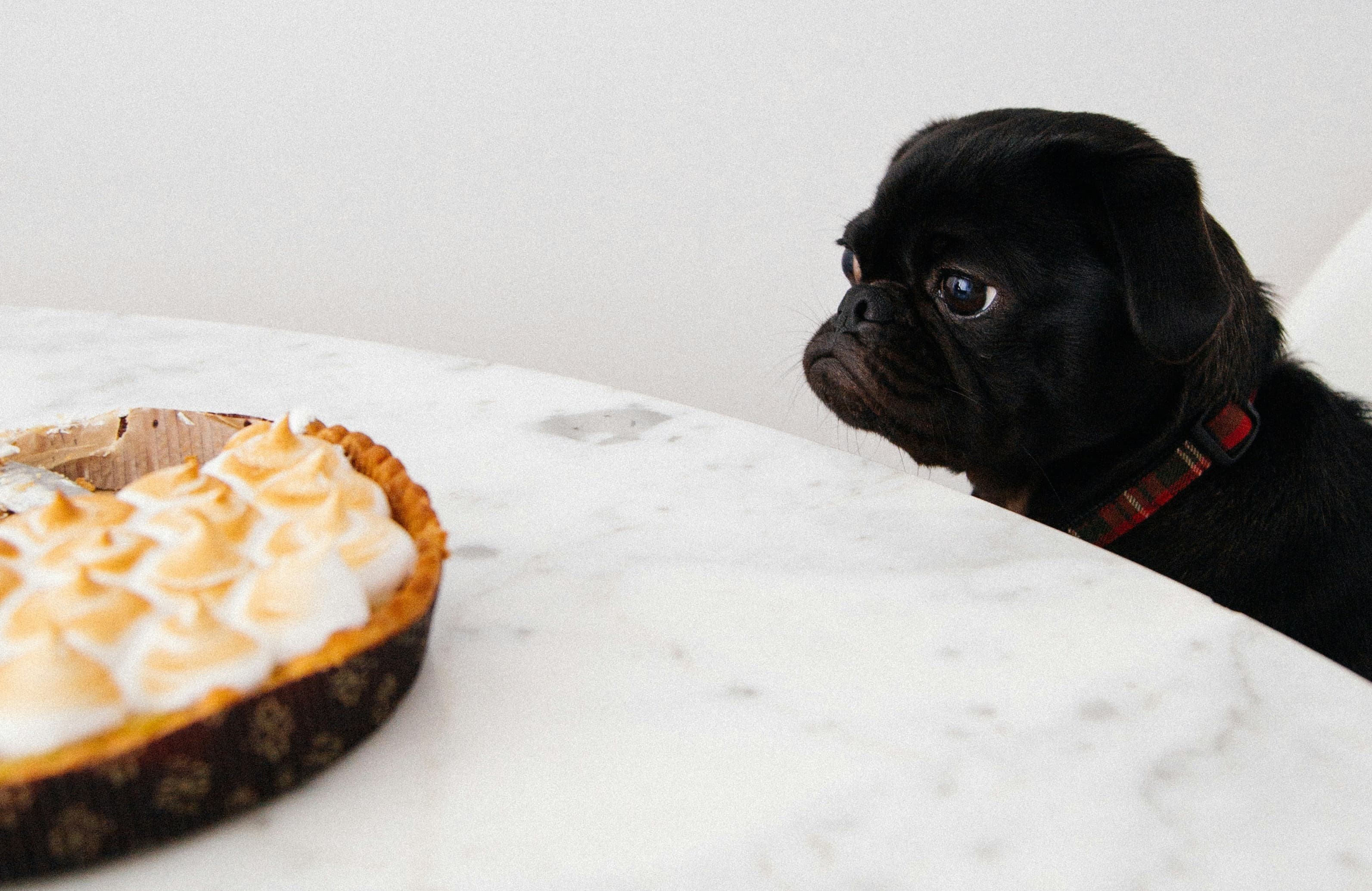 A black pug stares at a chocolate cream pie sitting on a marble table.