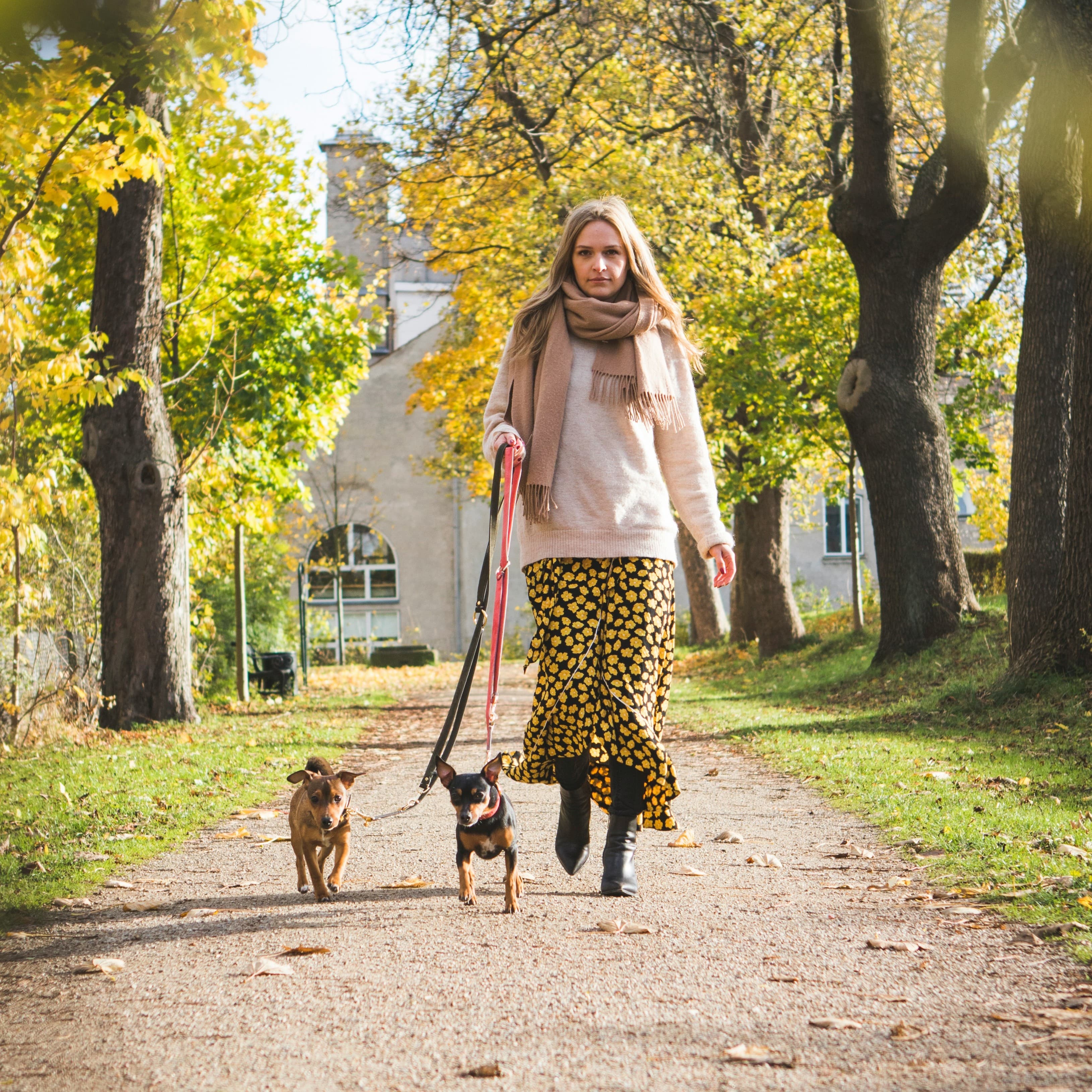 A woman walking two little dogs on a bright autumn day.
