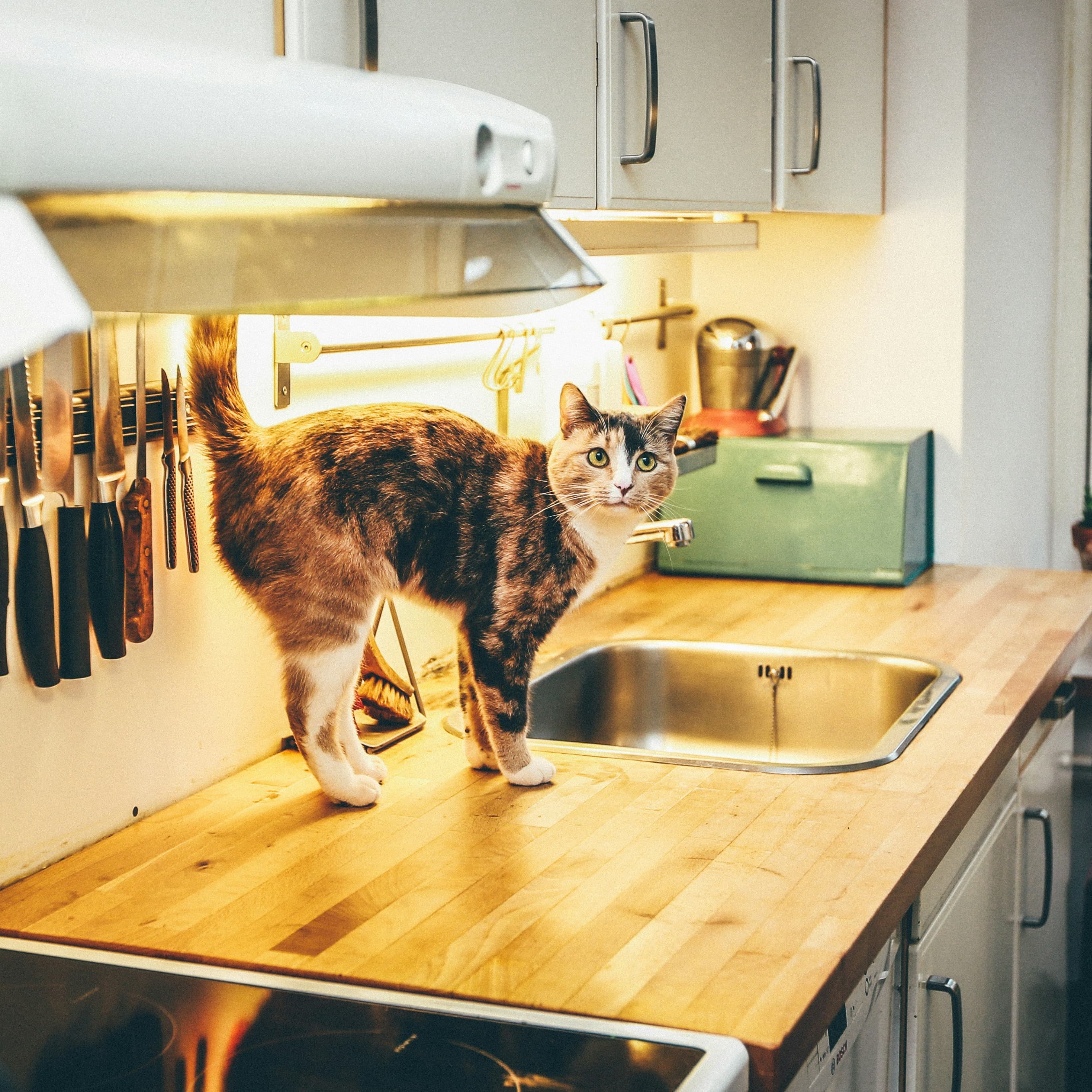 A calico and white cat is standing on the kitchen counter, looking guilty.