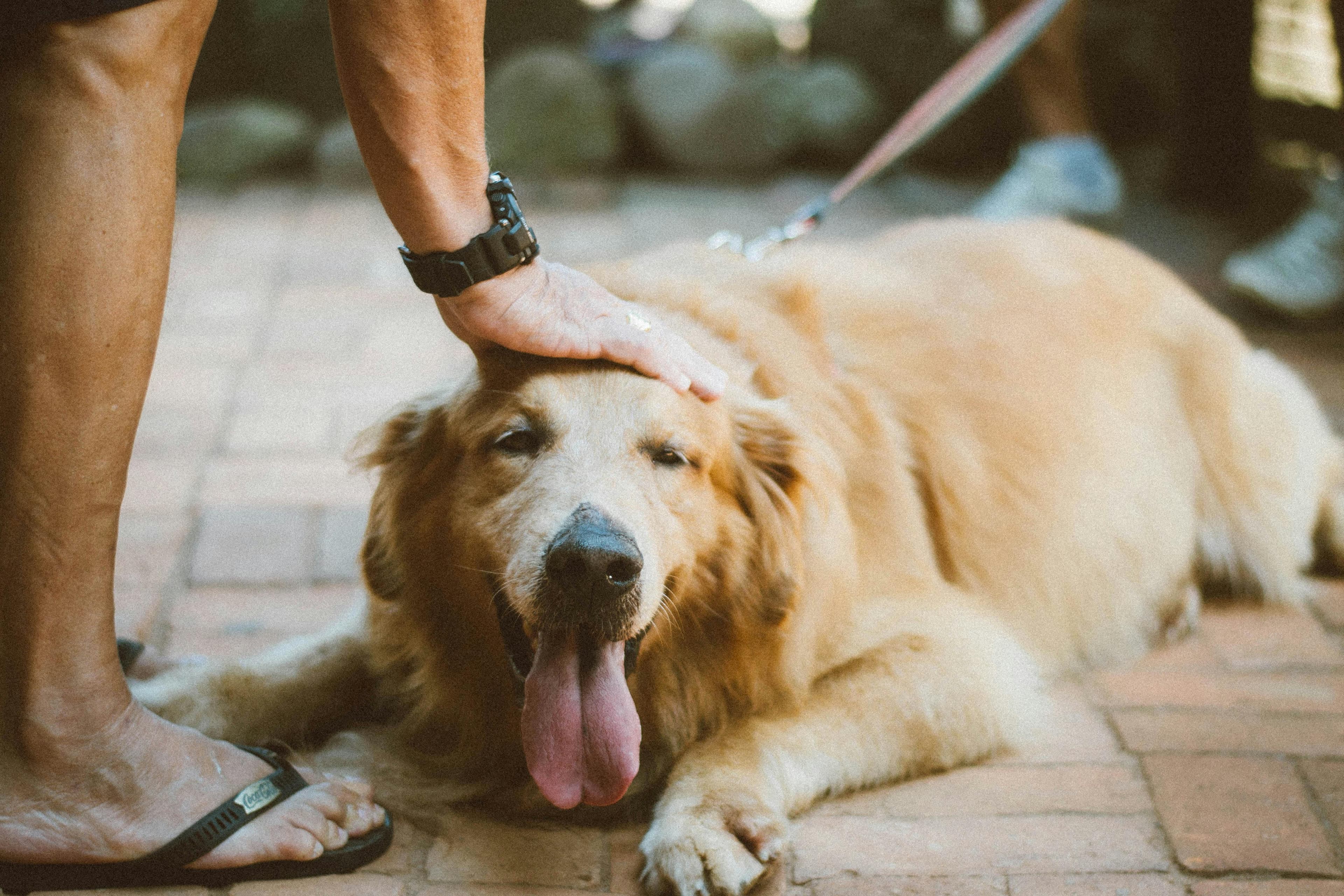 A photo of a fat golden retriever lying on the ground. A man is reaching down to pet it on its head.