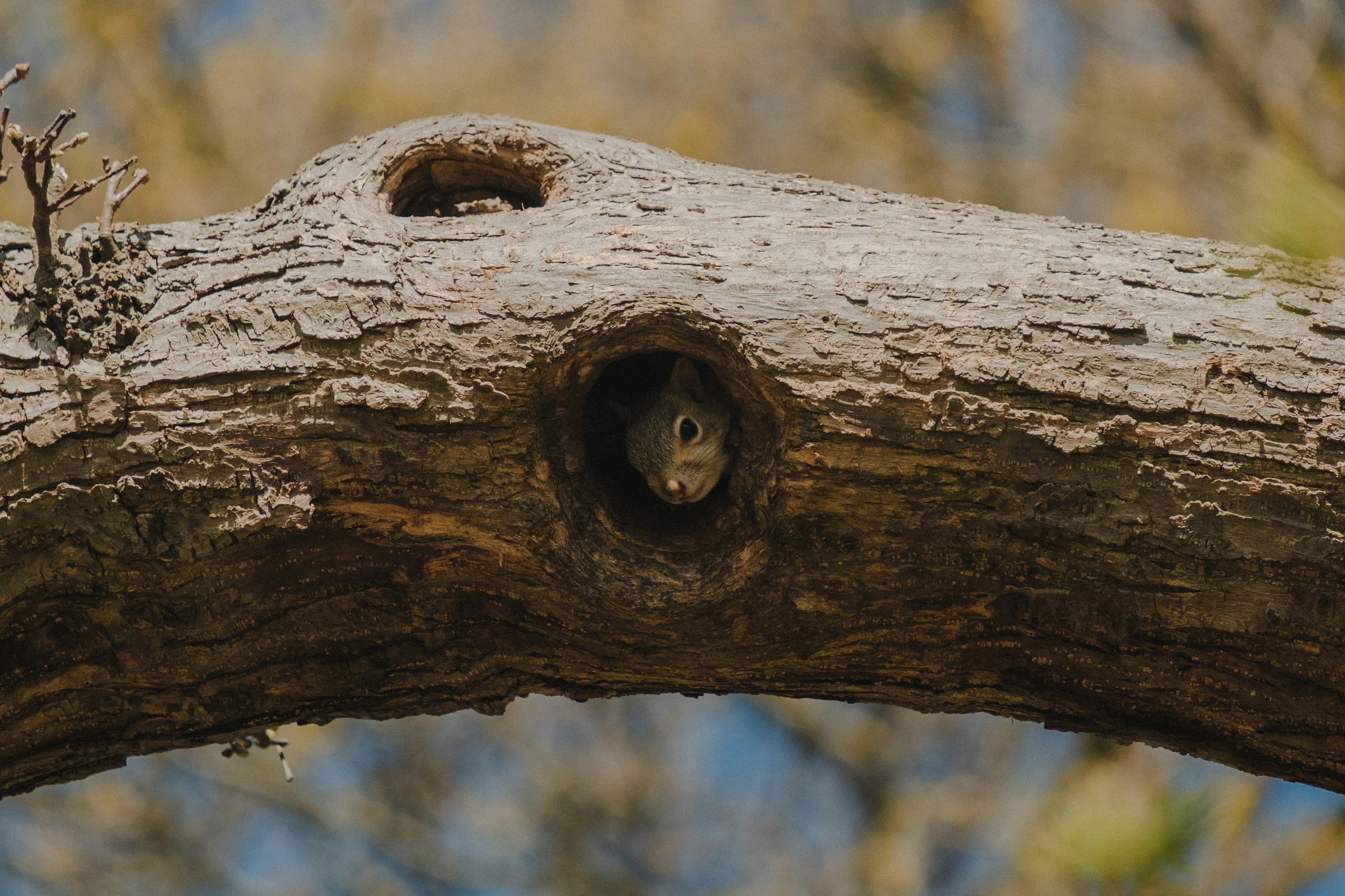 A photo of a squirrel poking its head out of a hole in a tree.