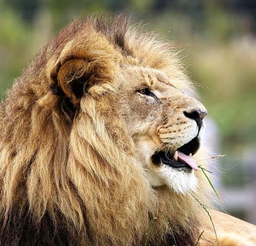lion