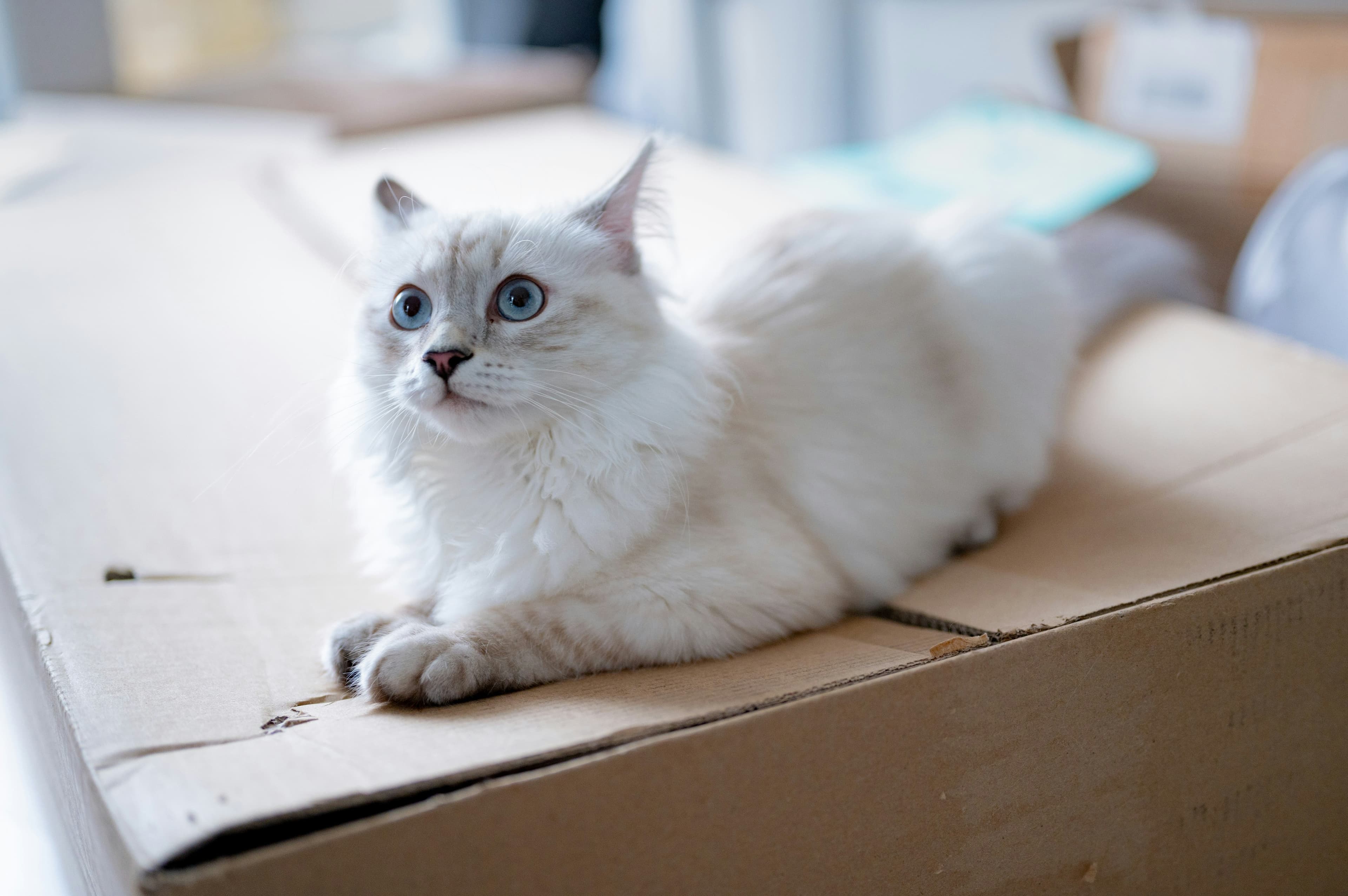 A photo of a white cat with blue eyes sitting on top of a closed cardboard box.