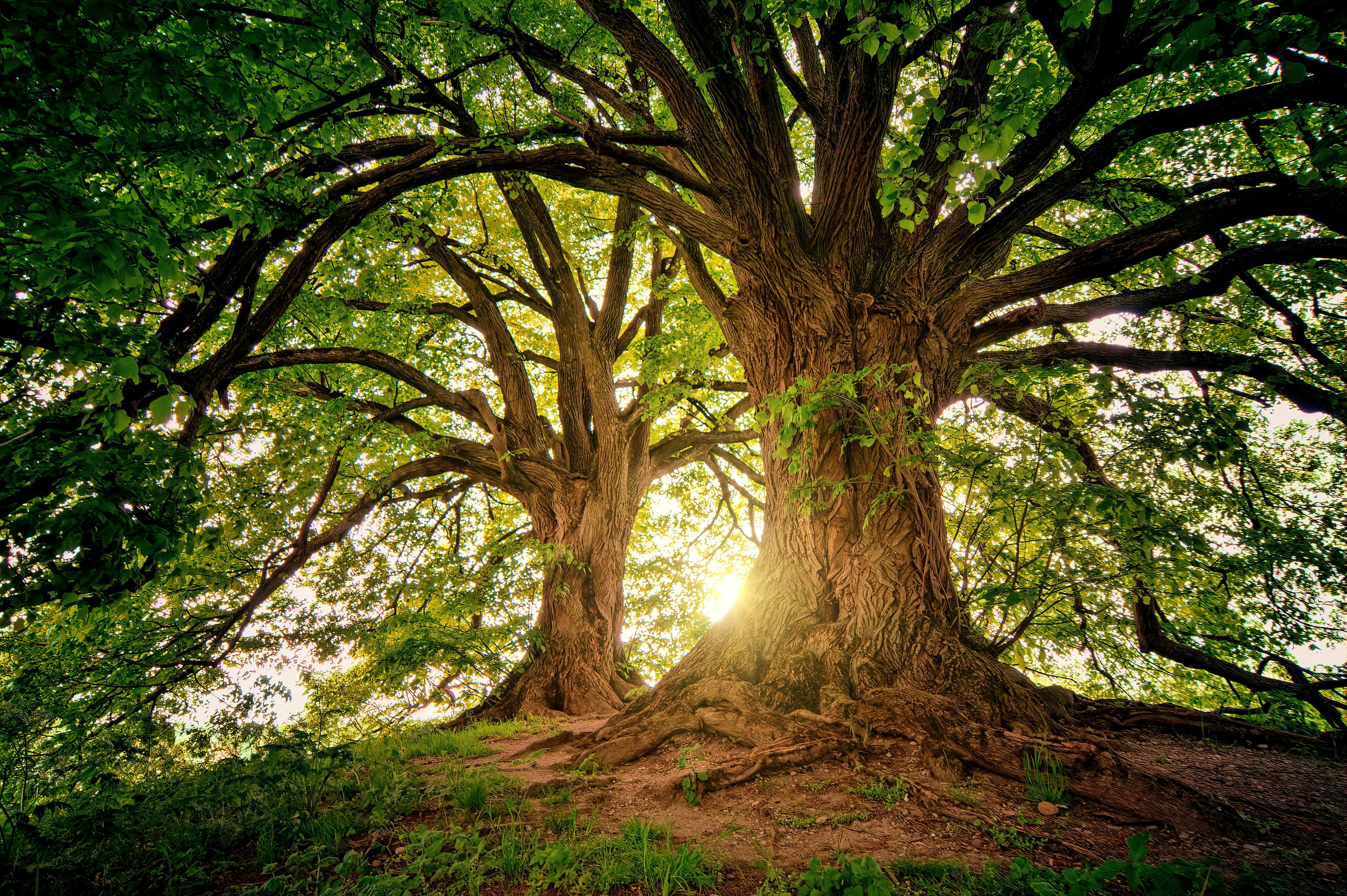 A photo of two giant ancient trees at sunset.