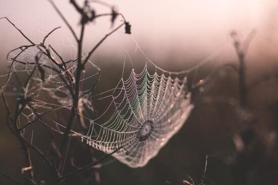Spiderweb