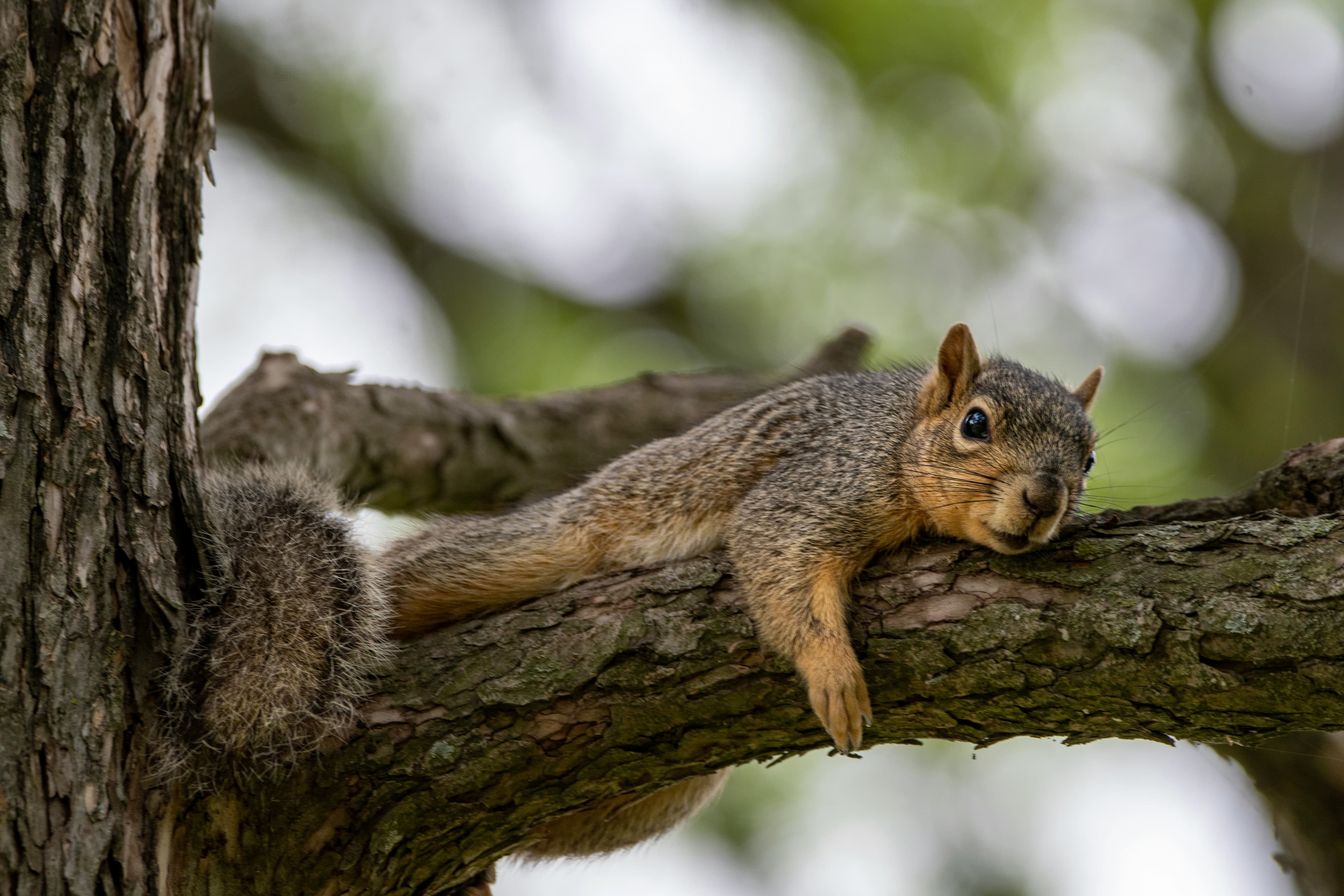 A photo of a squirrel lying on top of a branch.