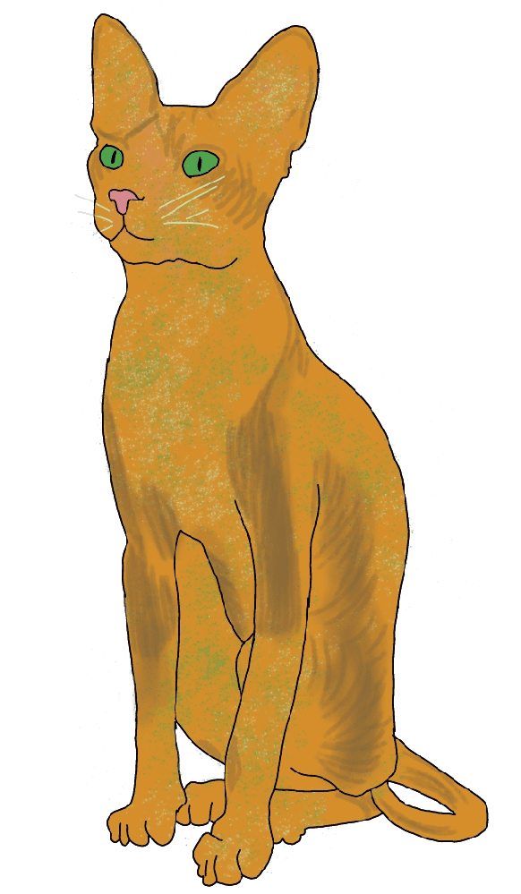 A tall thin hairless cat.
