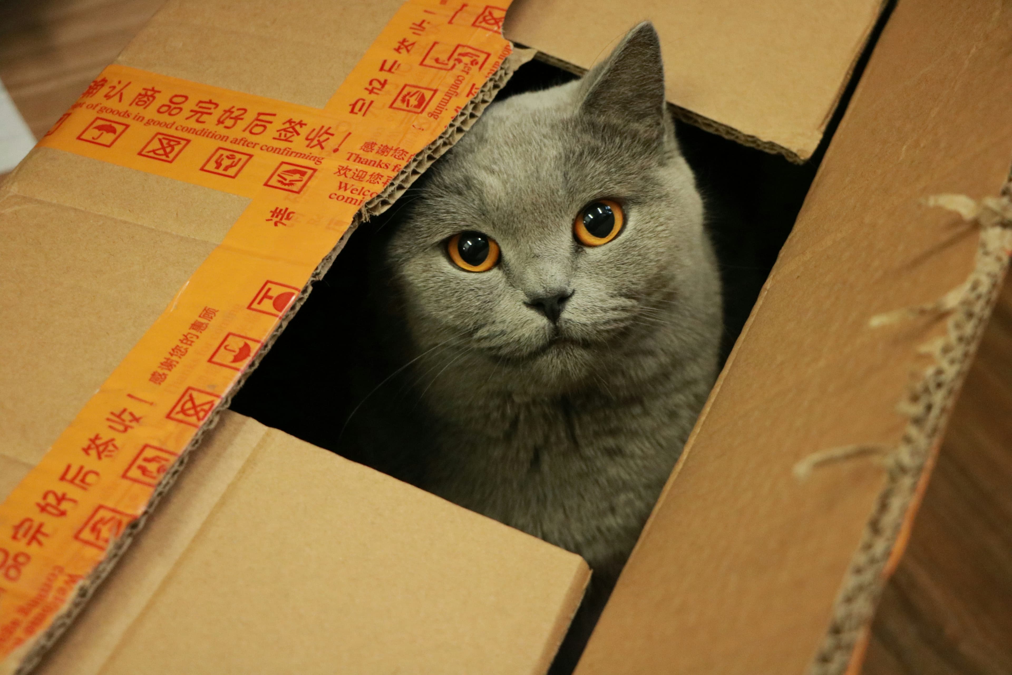 A photo of a gray cat peeking out of a cardboard box.