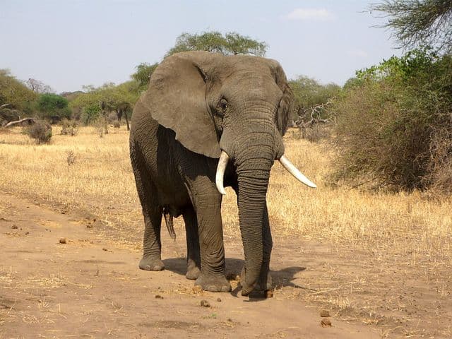 an African Elephant