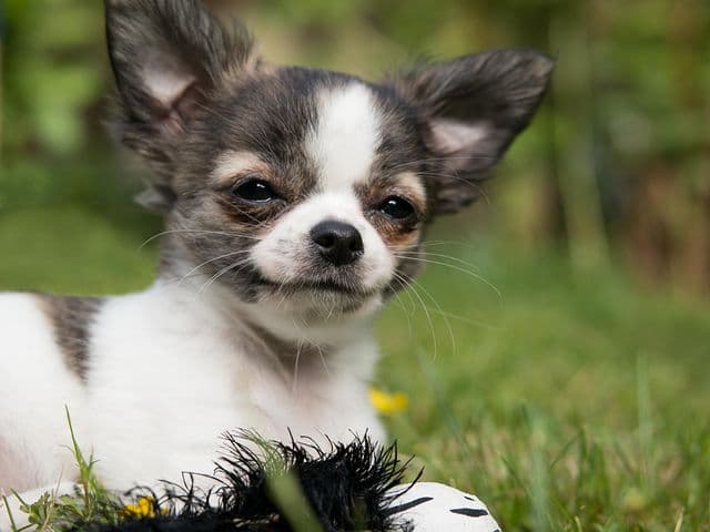 Chihuahua dog