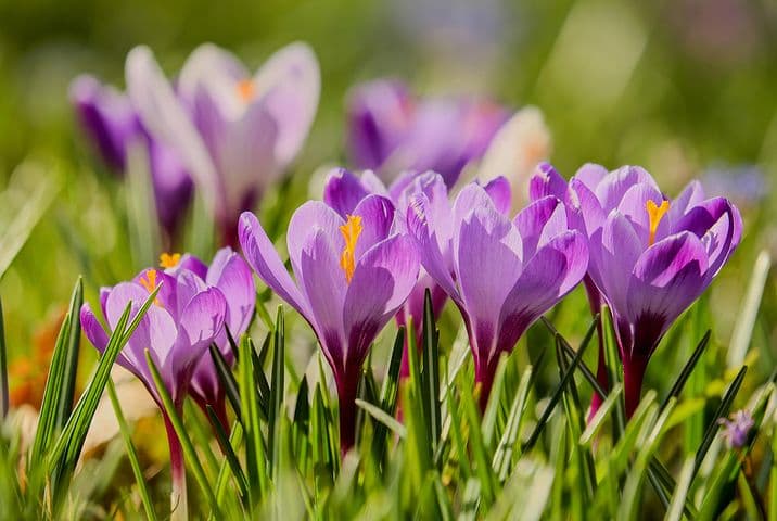 Purple crocus flowers