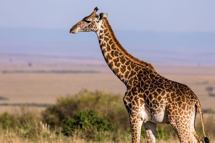 a giraffe