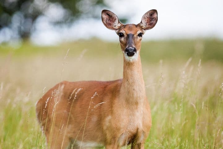 a roe deer