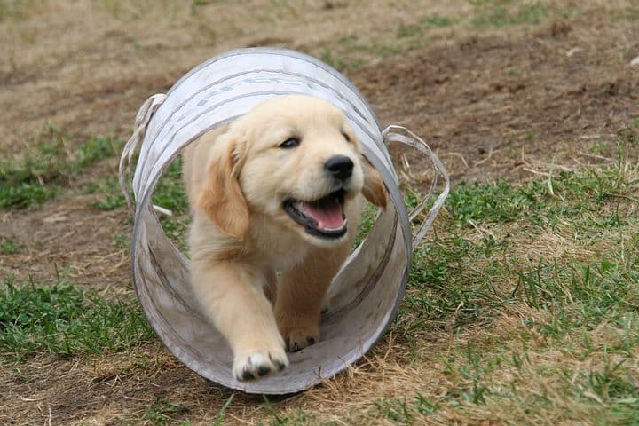 golden retriever puppy