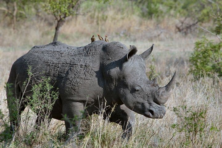 a rhinoceros