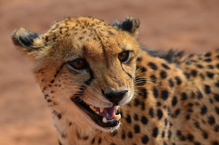 cheetah
