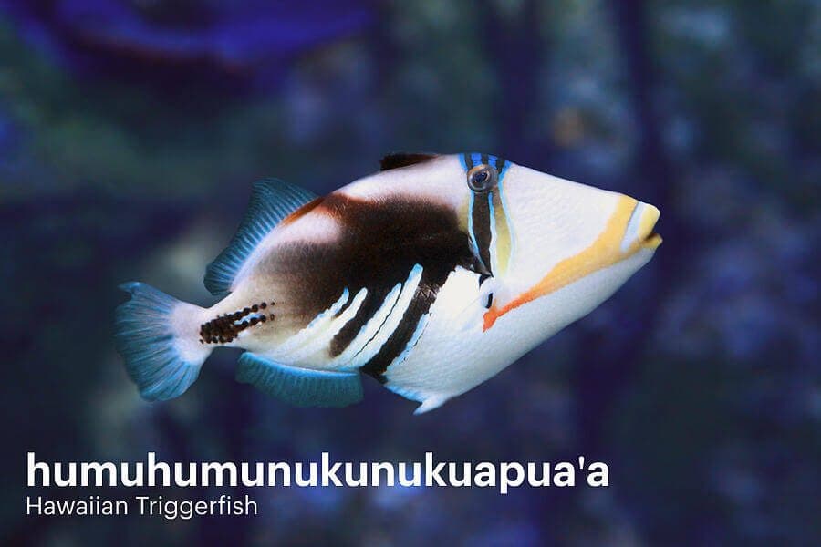 Hawaiian Triggerfish: a colorful tropical fish photographed in its natural habitat