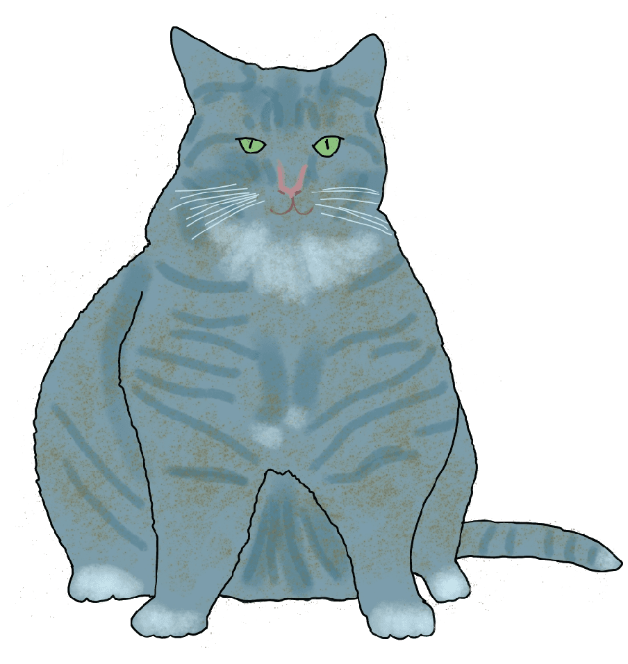 A gray cat that weighs a lot.