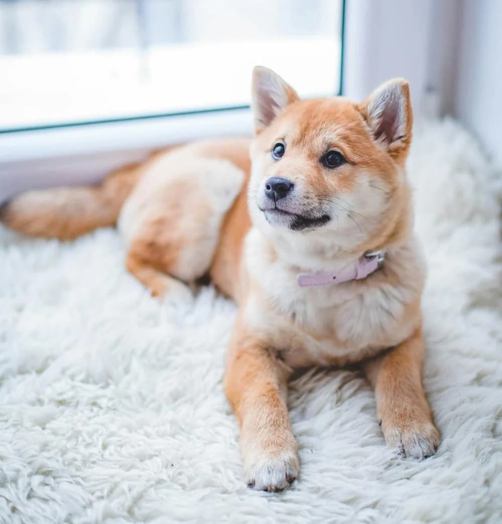 A Shiba Inu with short fur, a long tail, and pointed ears.