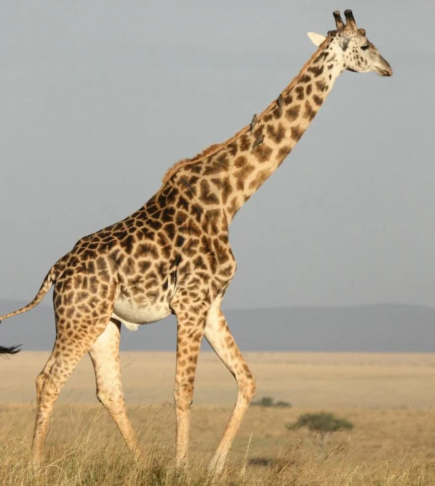 A giraffe. It has a pattern, long legs, a long neck, and short fur.