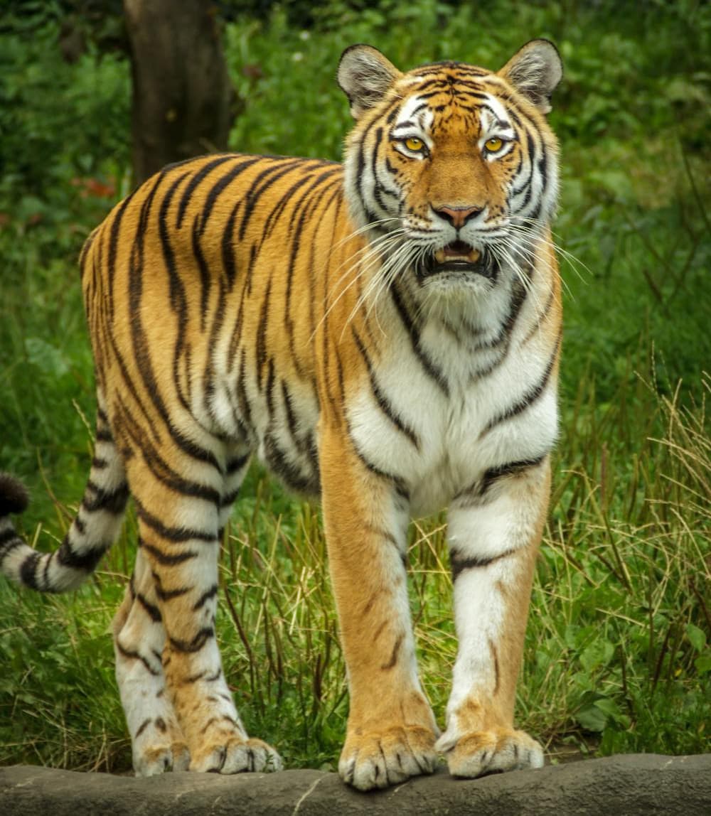 A tiger. It has medium-length legs and neck, and a pattern.