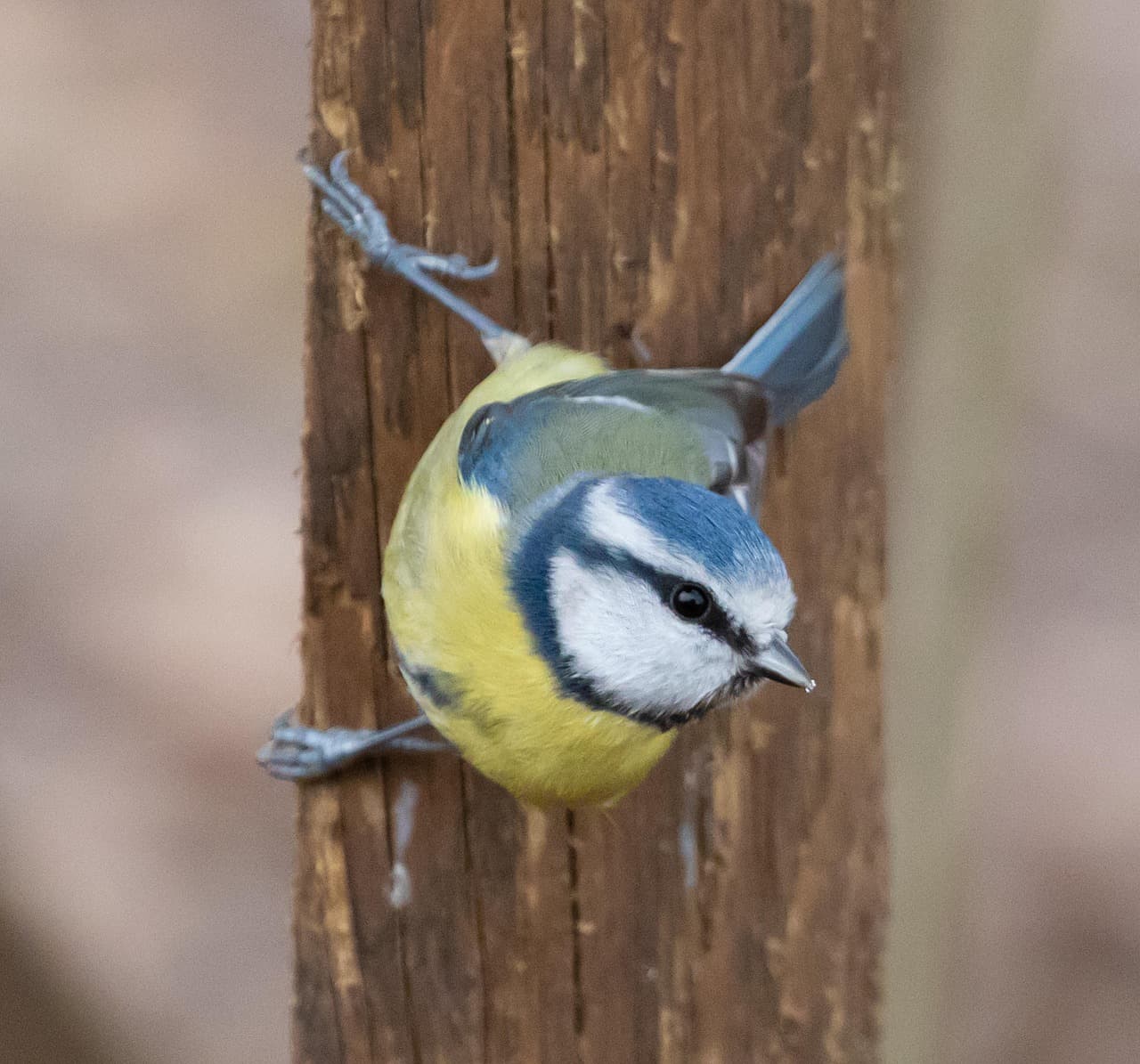 A photo of a small bird with a yellow breast with a black dot on it, blue on its head and back, a white face, and a black line across its eye.