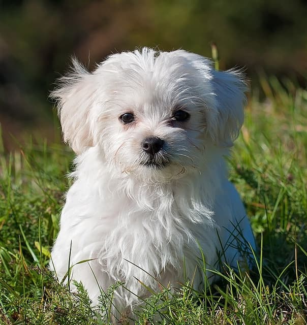 A Maltese dog with long fur, round ears, and a short tail.