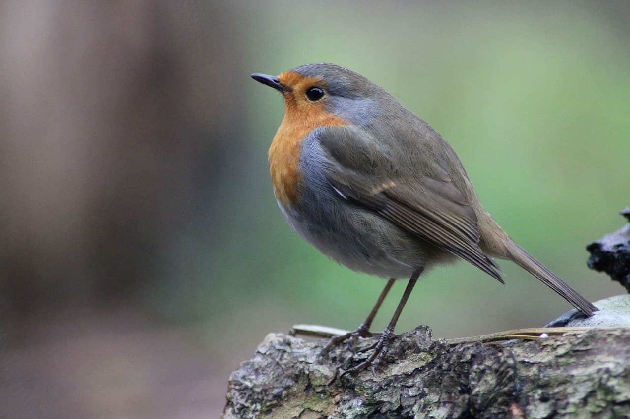 A photo of a mid-sized songbird. Its back is brownish-gray, and its face and breast are orange.