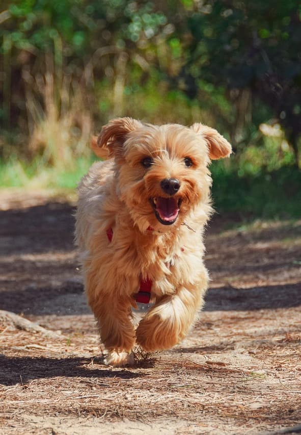 A Norfolk Terrier with long fur, round ears, and a short tail.