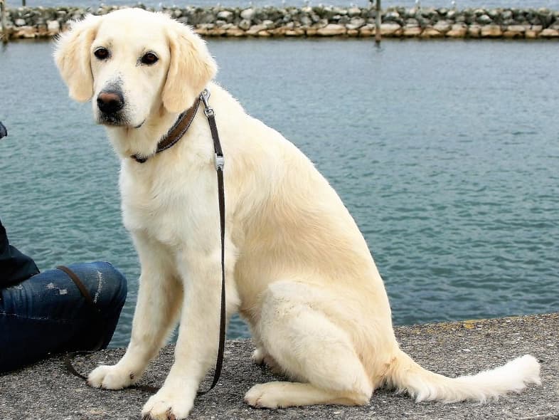 A Golden Retriever with short fur, round ears, and a long tail.