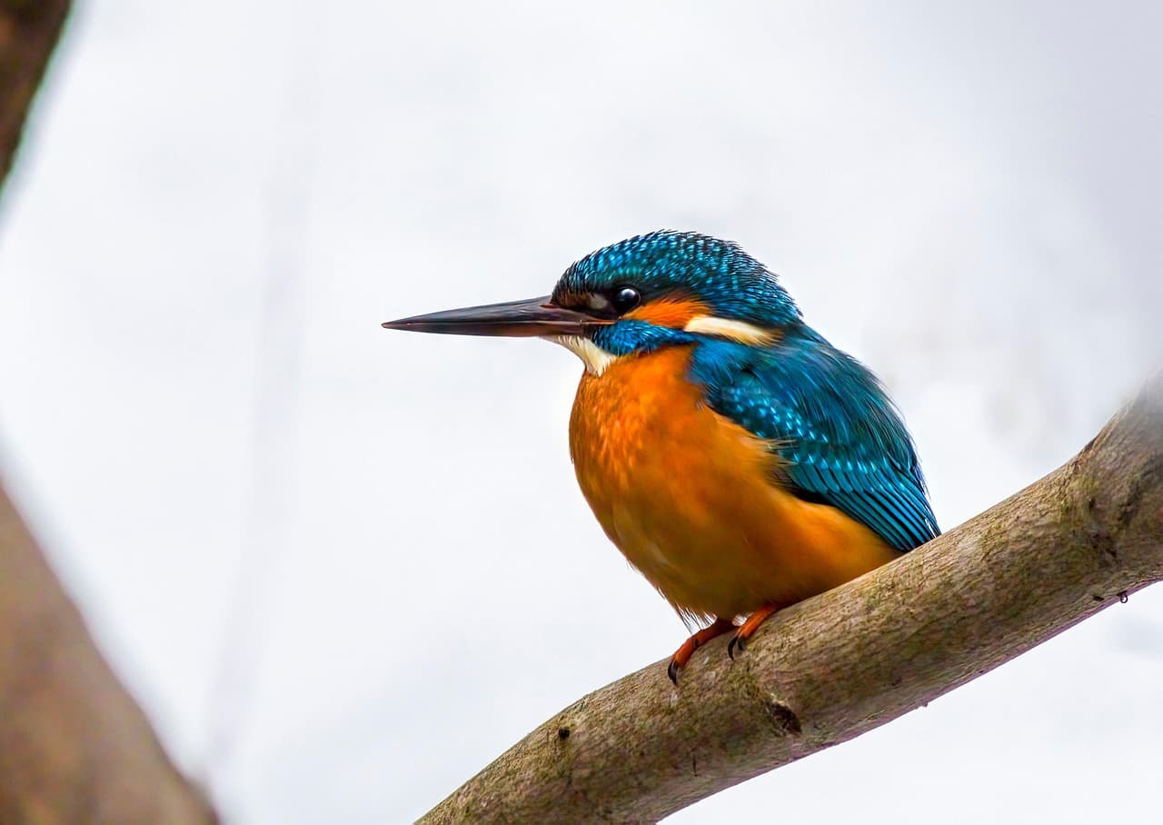 A photo of a mid-sized bird with a very long bill. Its back is iridescent blue, its breast is bright orange, it has spots of cream under its chin and on its cheek, and it has a spot of orange on its cheek. Its feet are bright orange.