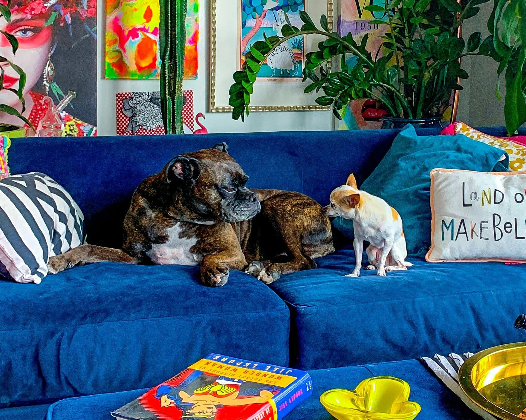 Two dogs sit on a royal blue couch in a very colorful and eclectically-decorated home. The dog on the left is a brindle and white boxer mix and the dog on the right is a fawn and white chihuahua. They are looking at each other as if they might be playing. On the couch are several colorful cushions. One, which sits at the right of the frame reads "Land of Make Believe" in multi-colored embroidered letters. Another (on the left) is stribed blue and white. On the royal blue ottoman, in front of the couch, are several items. A book with wonder woman on the cover, a yellow plastic dish, and a brass tray. The wall behind the couch is decorated with a gallery wall of brightly colored art. There are also several house plants including a cactus and a ZZ plant.
