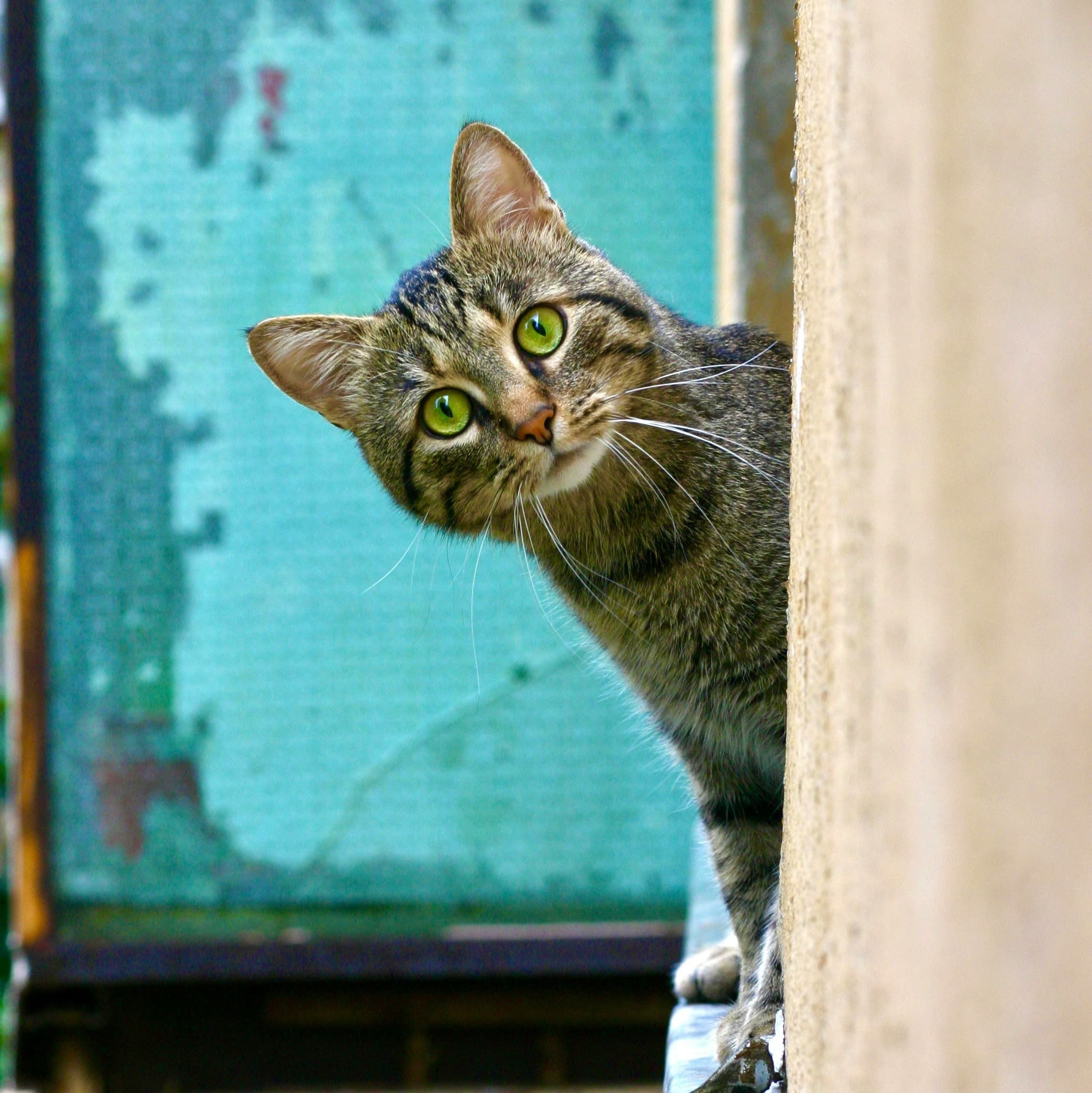 A photo of a brown tabby cat peering around a corner.