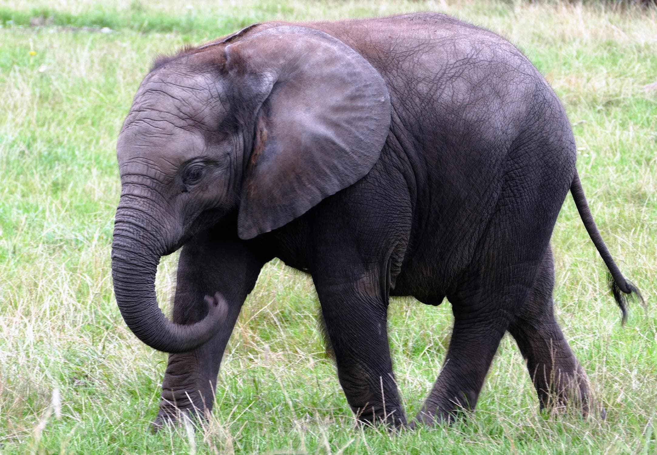 An elephant. It has no fur, no pattern, and a short neck.