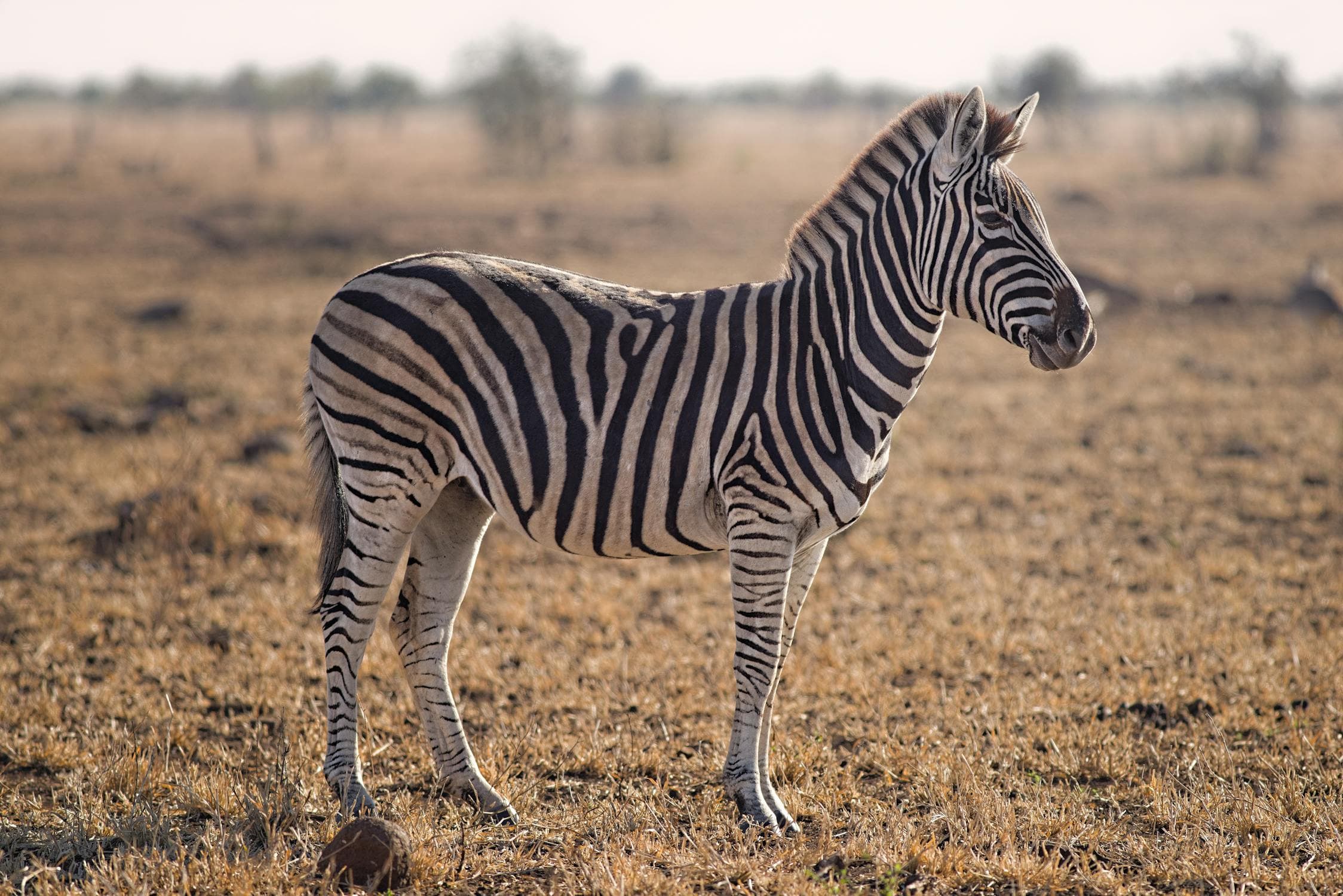 A zebra. It has short fur and a pattern.