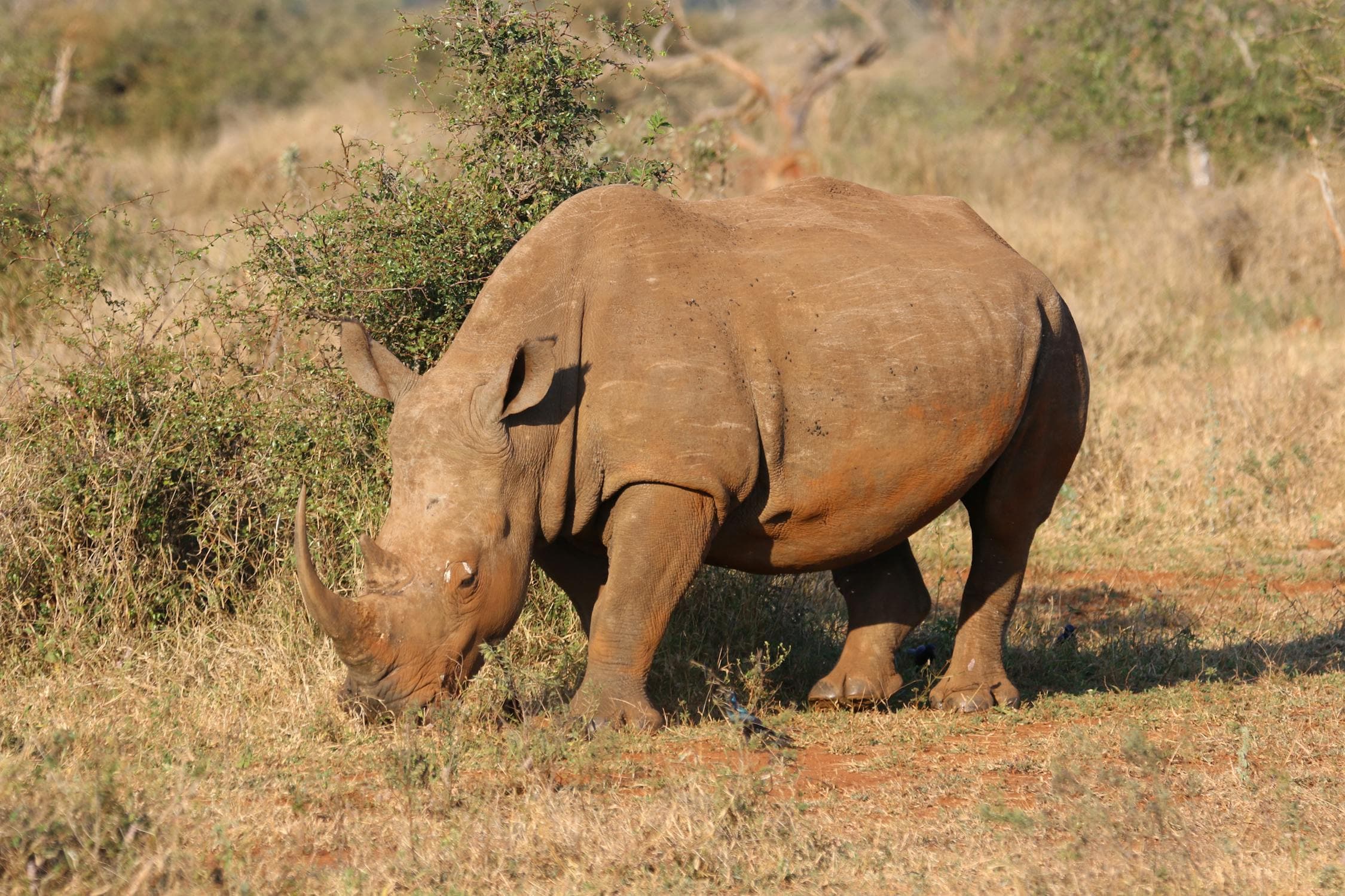 A rhinoceros. It has no fur, no pattern, and a short neck.