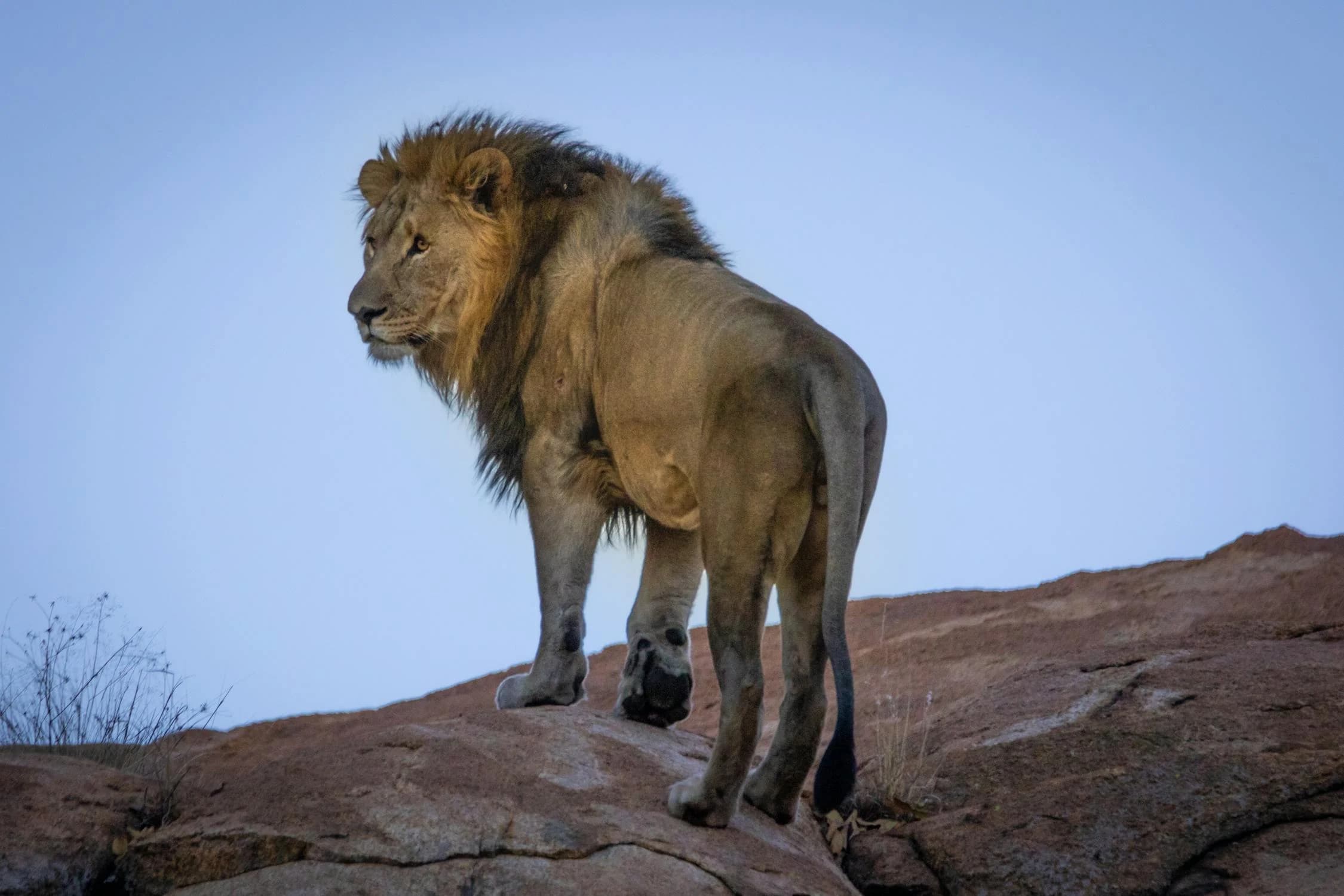 A lion. It has both short and long fur, and no pattern.