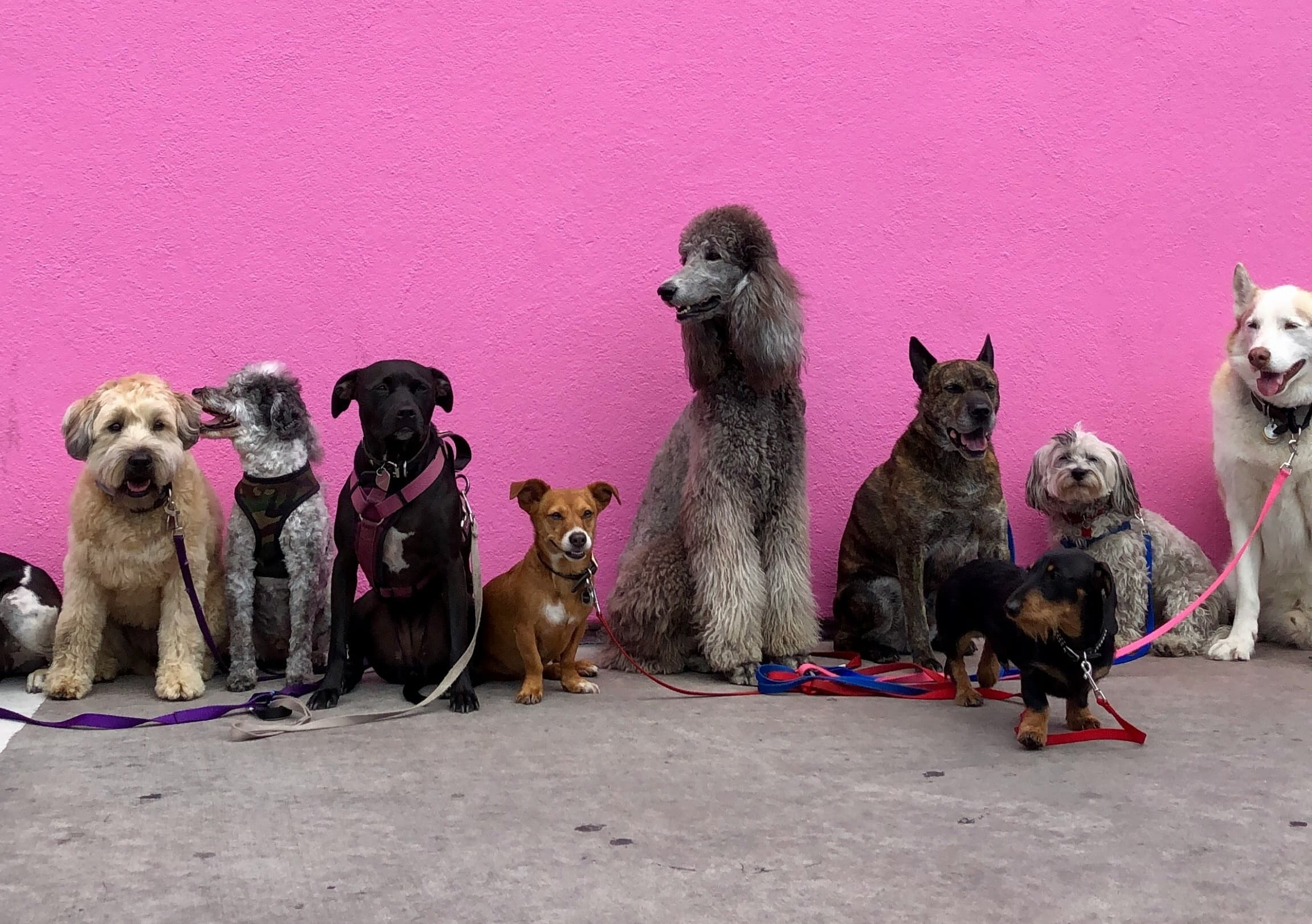 A line of dogs is sitting in front of a hot pink wall. They are all different breeds, but all are wearing leashes. From left to right: a brown fluffy dog (probably a poodle mix); a gray miniature poodle; a mid-sized mixed-breed black dog (probably a pit-bull mix) with very short hair, a short-legged brown dog with a white spot on its chest and a white nose, a gray poodle with a long poodle cut, an older brindle dog with pointy ears, a wire-haired black and tan dachshund; a small gray dog (perhaps a poodle mix or a shi-tzu), and a husky mix