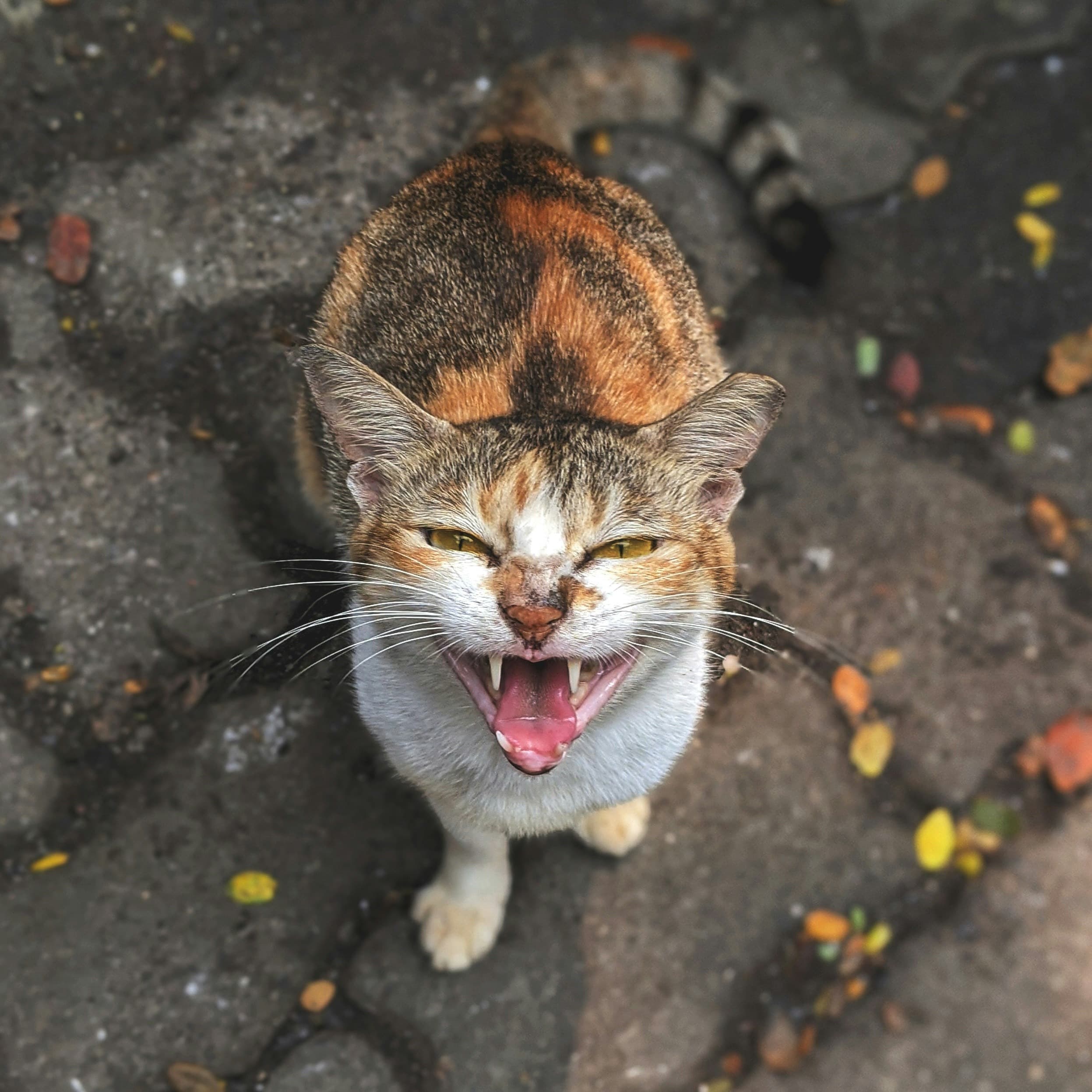 A calico and white cat sits on a brick path and meows angrily up at the camera.