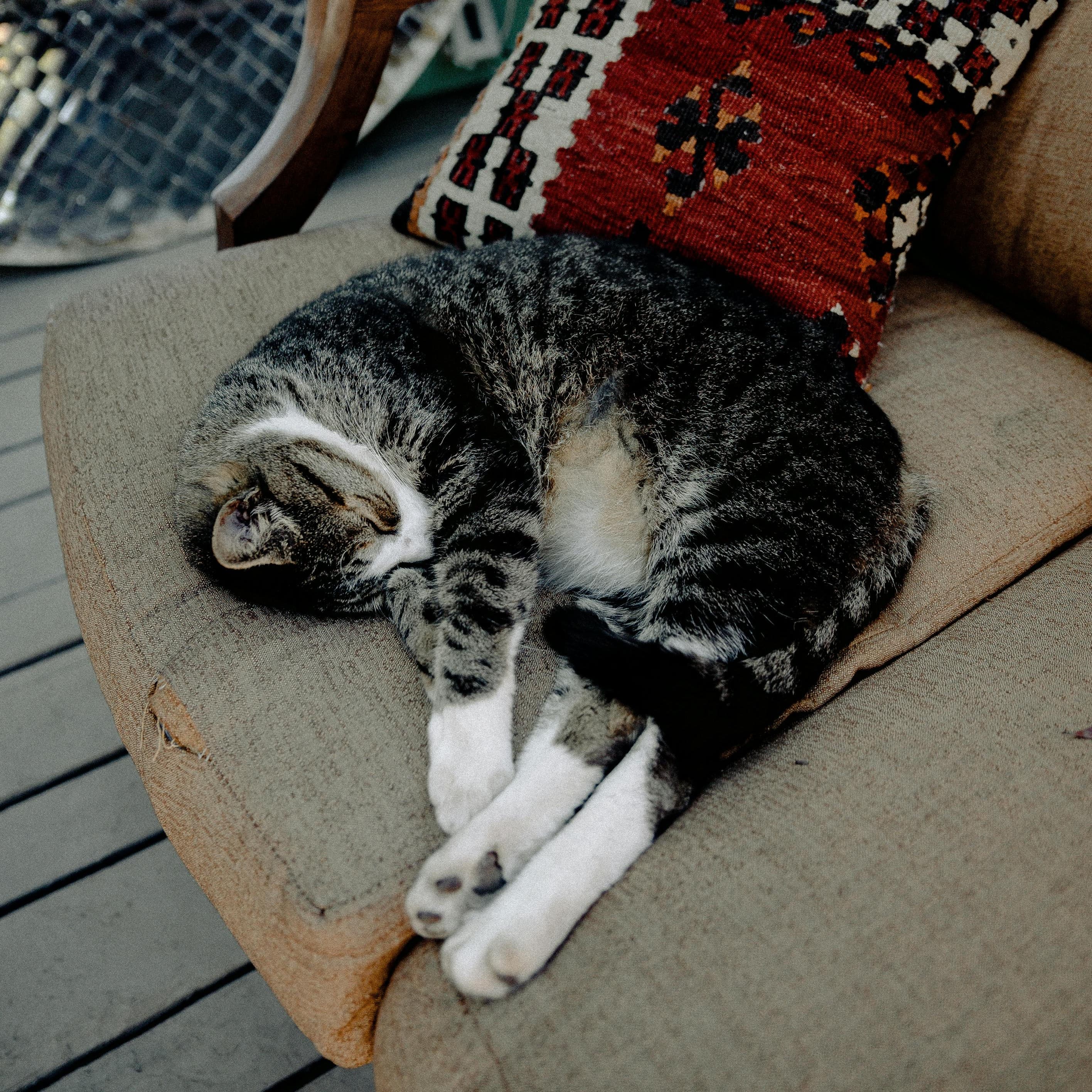 A gray tabby cat with white points is curled up asleep on an outdoor sofa.