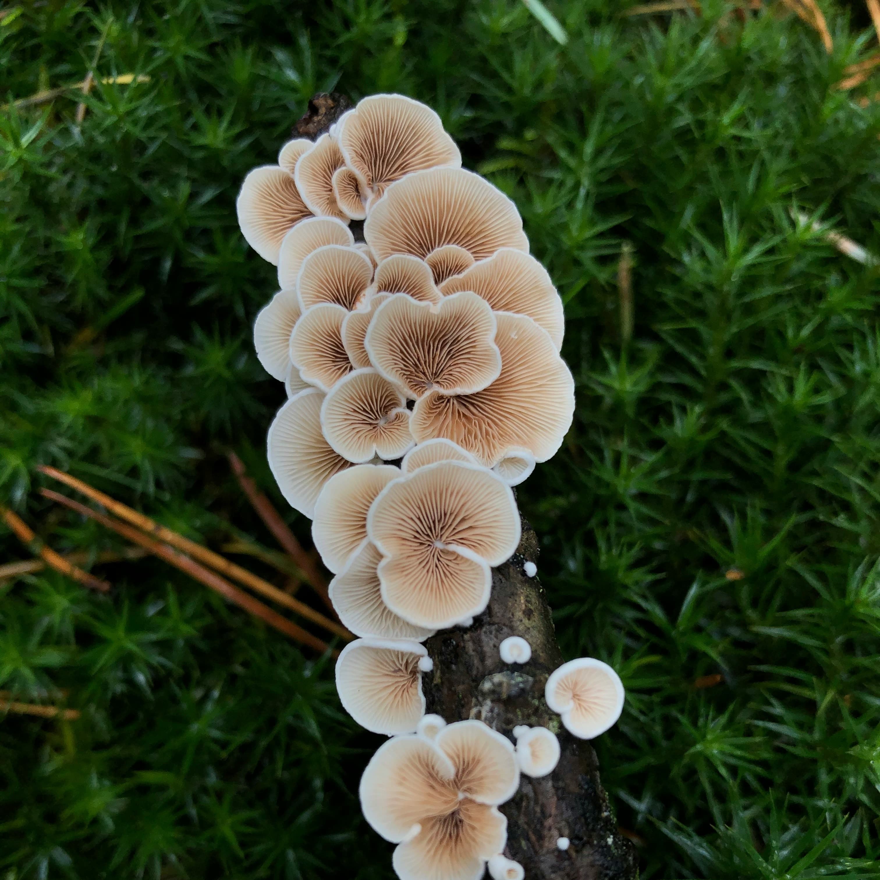 A photo of a log covered in shelf mushrooms.