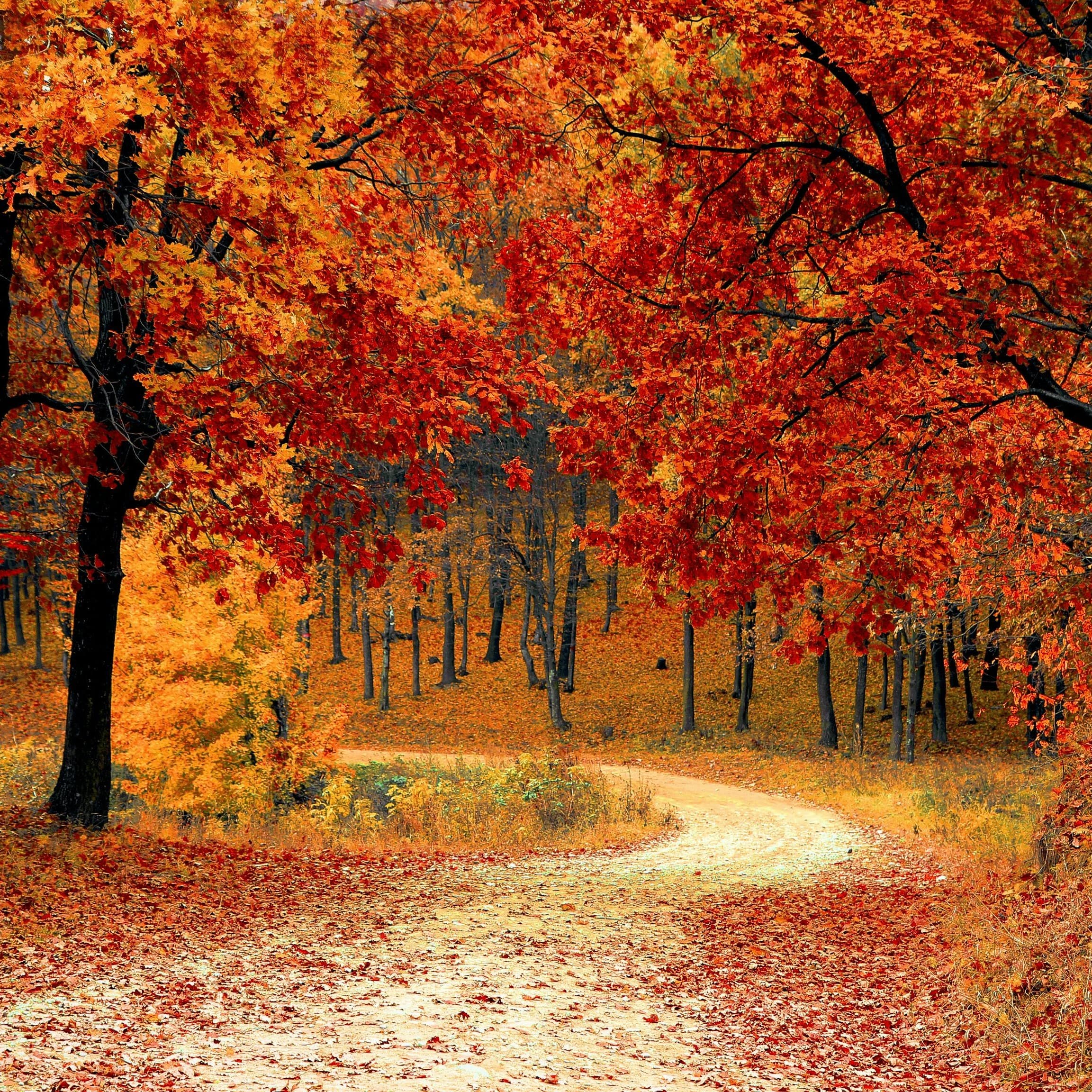 A dirt road through a forest at the height of autumn.