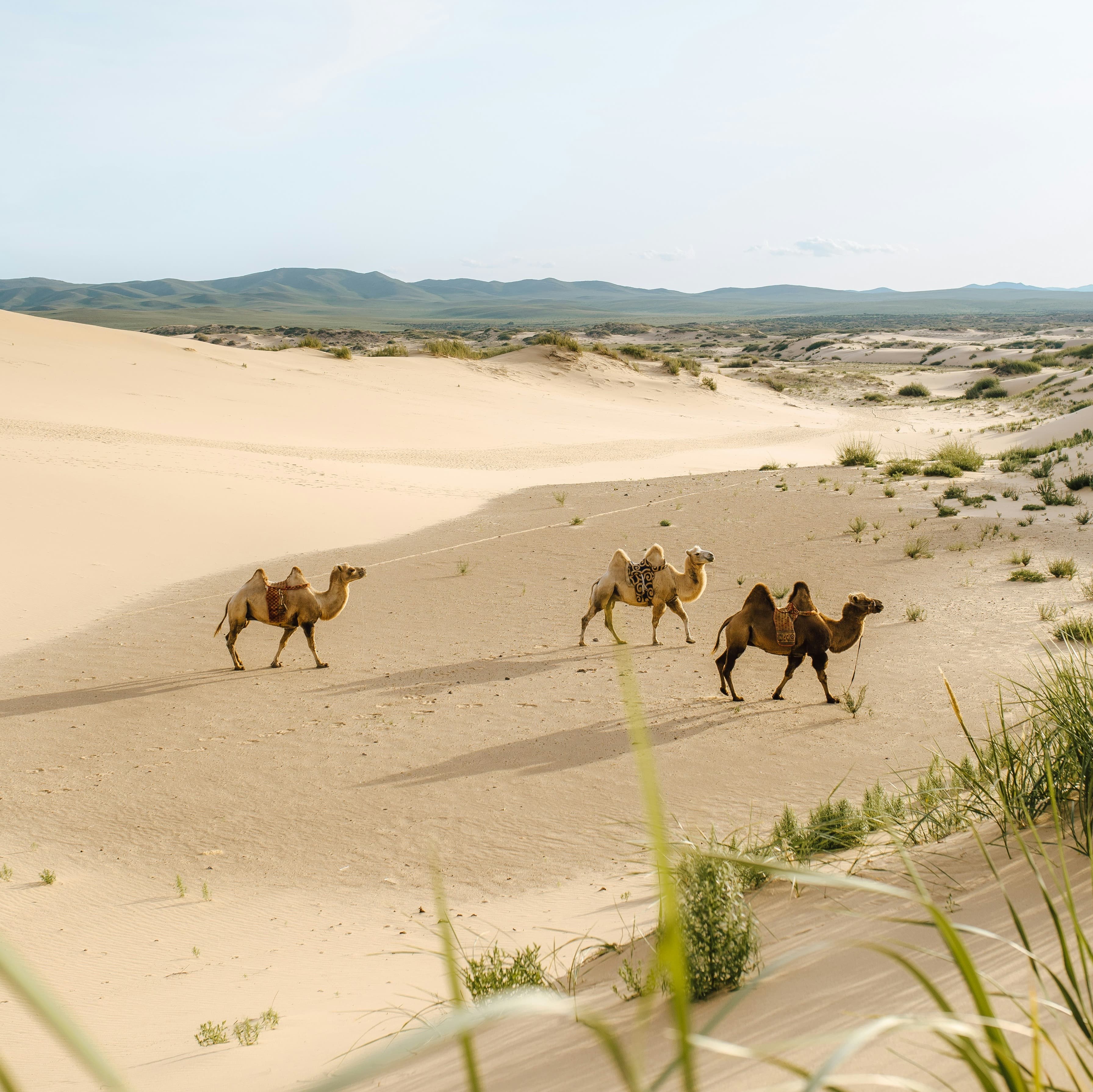 A photo of three Bactrian camels walking through desert sand.