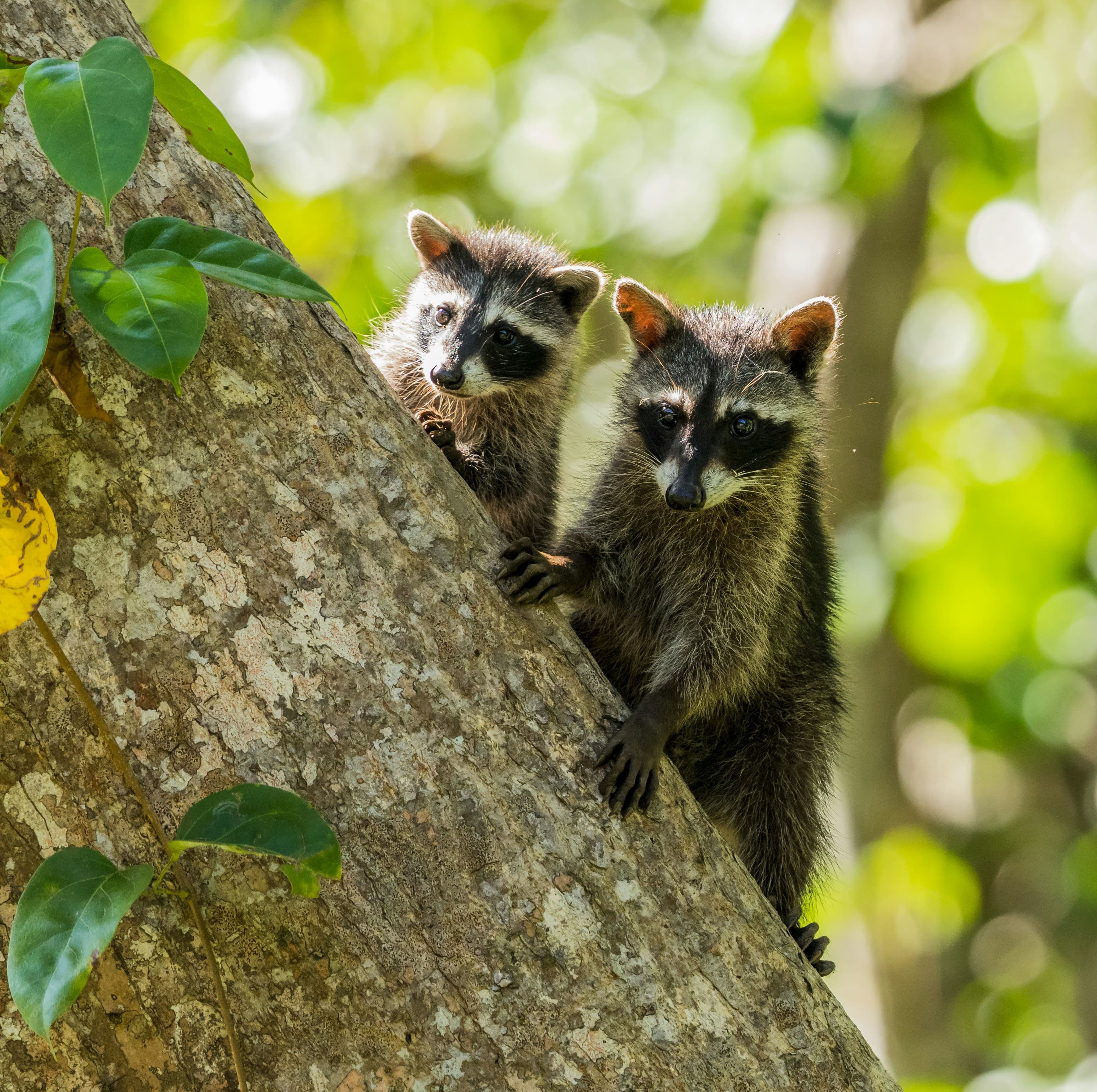 A photo of two baby raccoons peering around the trunk of a tree.