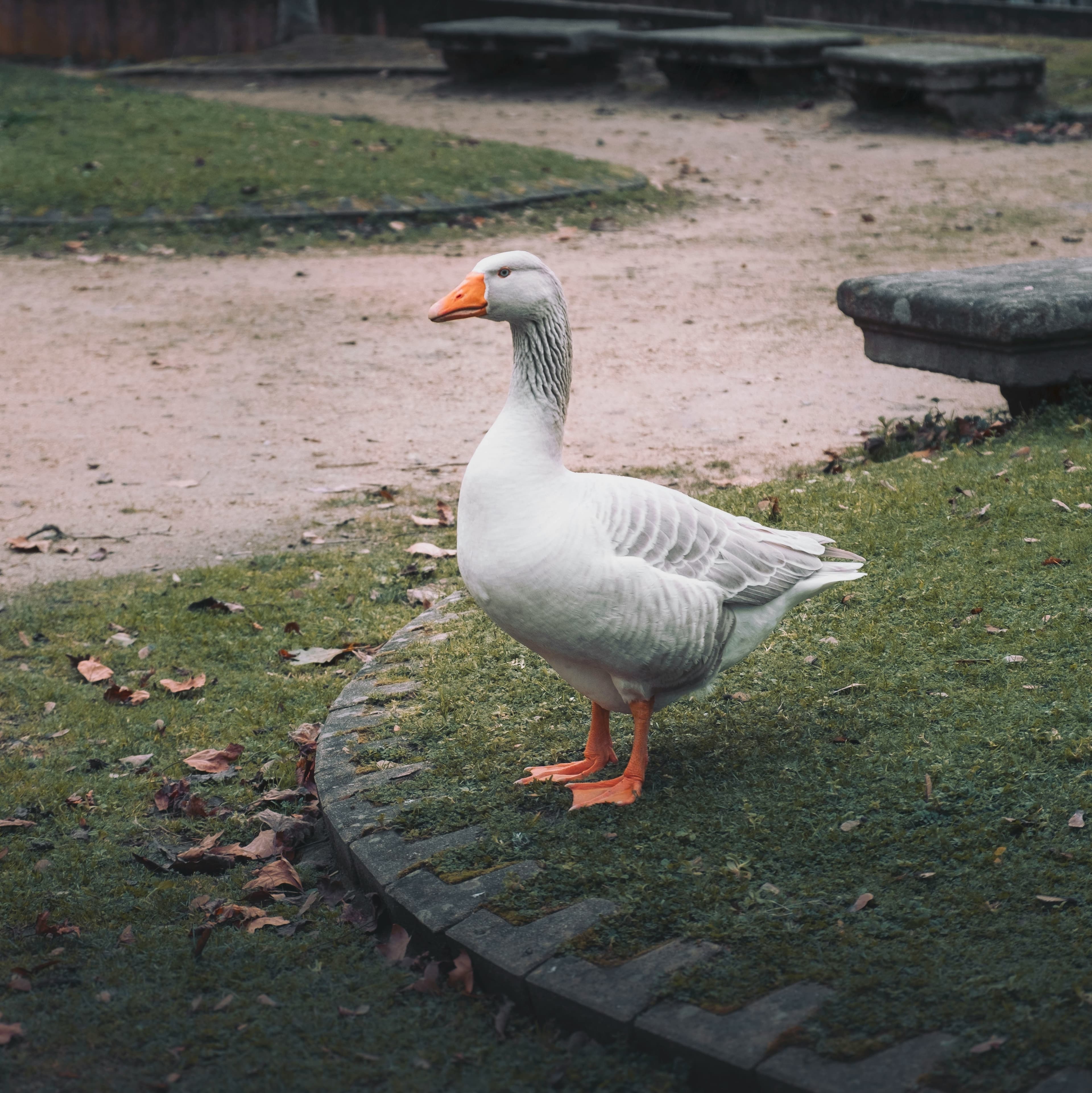 A photo of a gray domestic goose in a park.