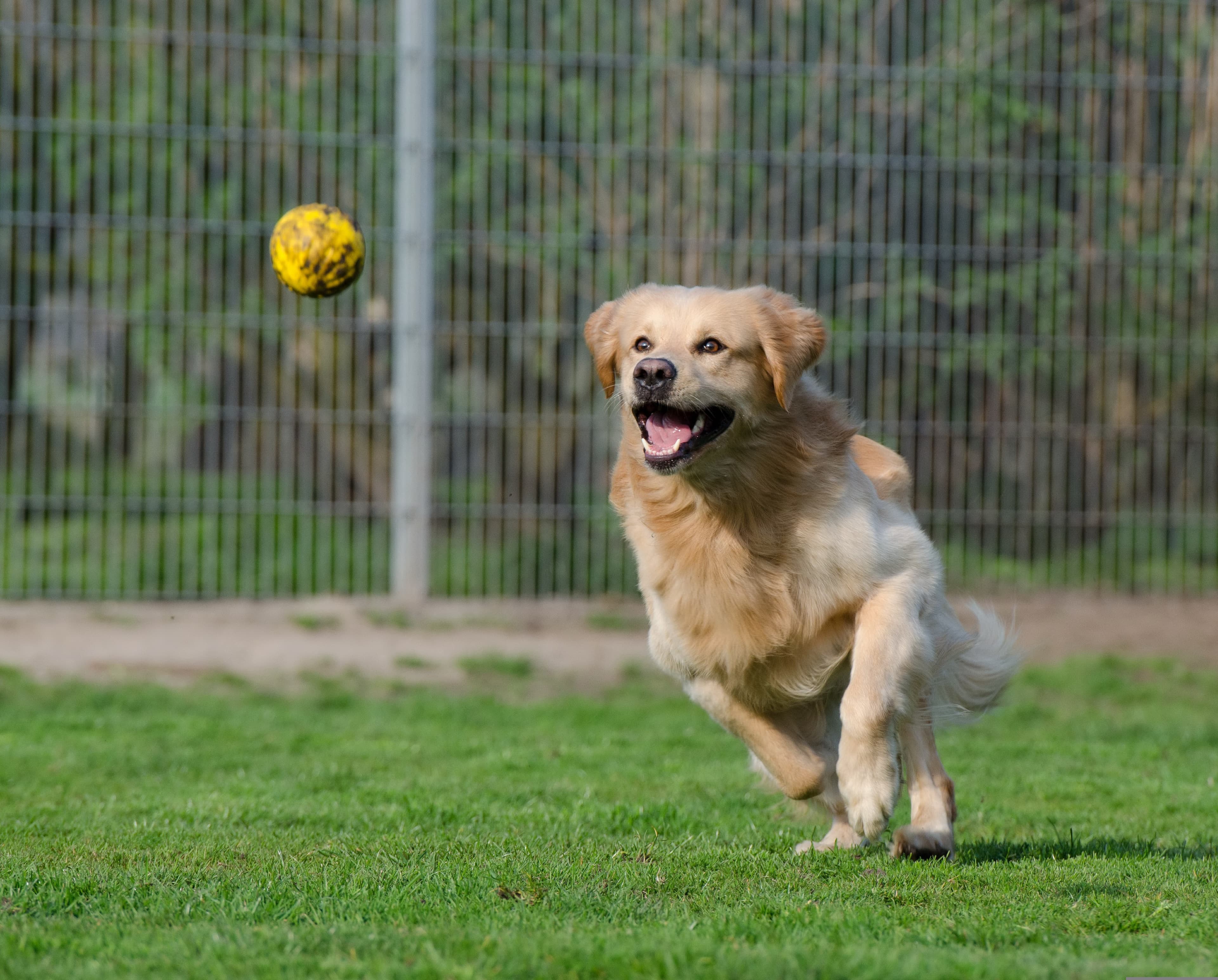 A golden retriever is chasing a ball that's midair
