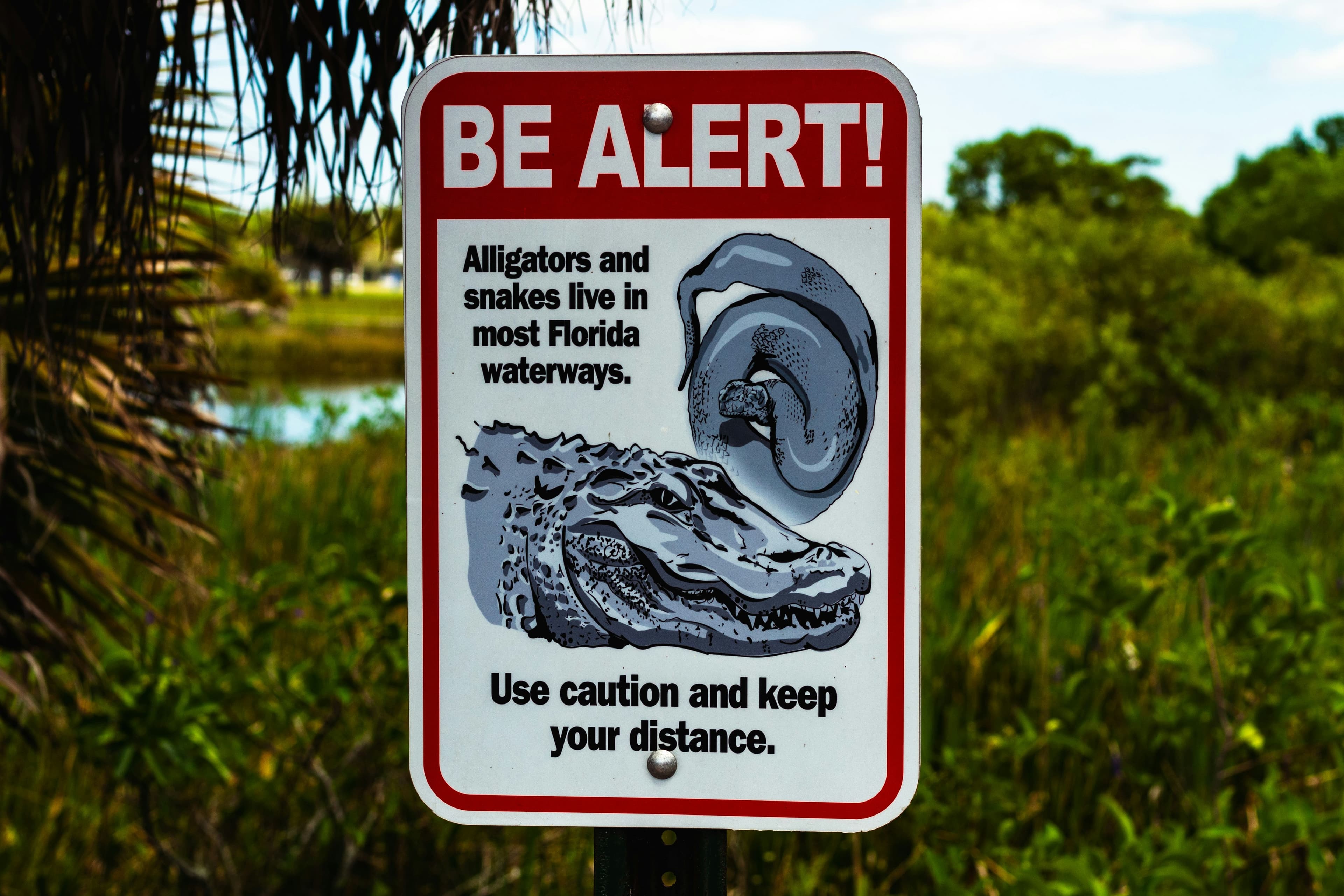 A red and white warning sign. A heading reads "Be alert!" Smaller text, below, reads "Alligators and snakes live in most Florida waterways. Use caution and keep your distance." The sign also contains large grayscale drawings of a large snake and the head of an alligator.