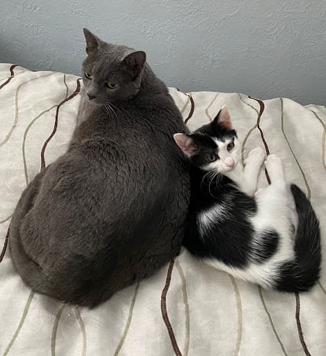 A photo of two short-haired cats curled up together on a bed. One is a solid gray adult, the other is a small black and white kitten.